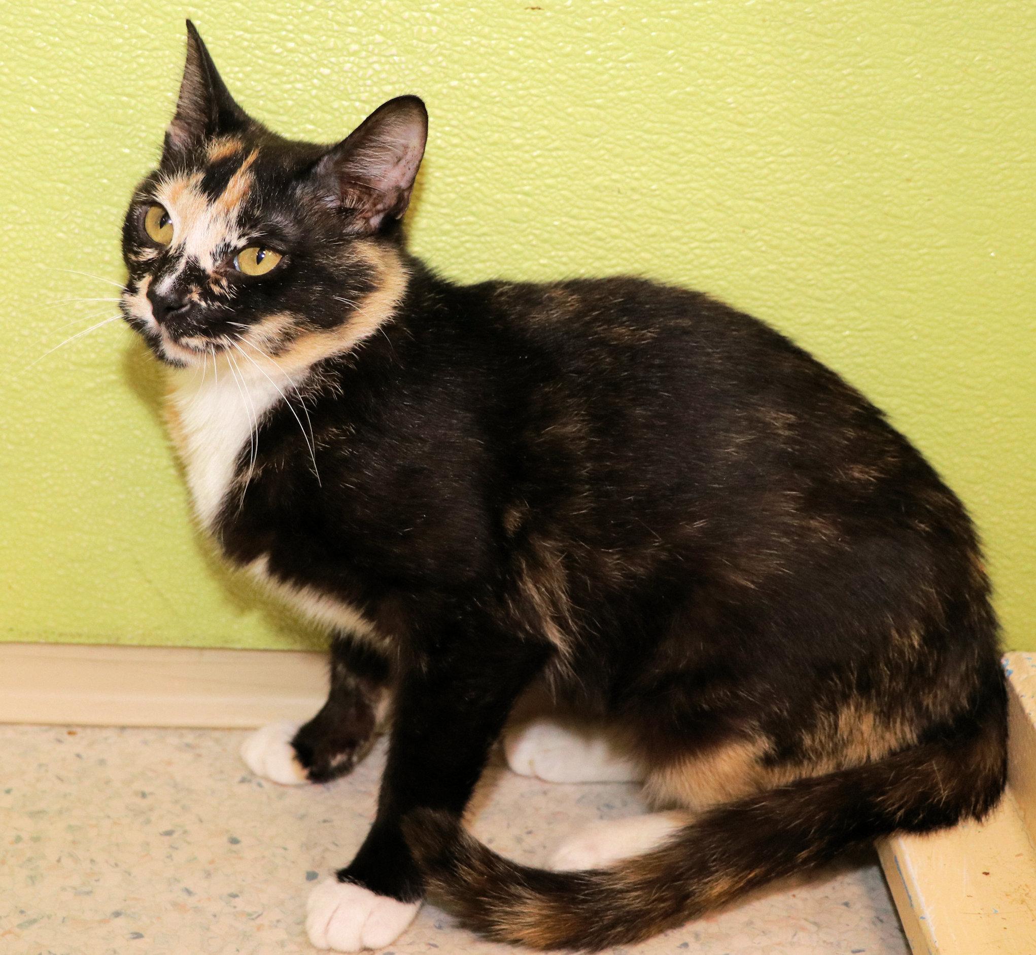 Hollywood, a ADOPTABLE mixed breed in Cincinnati, OH image 2/3