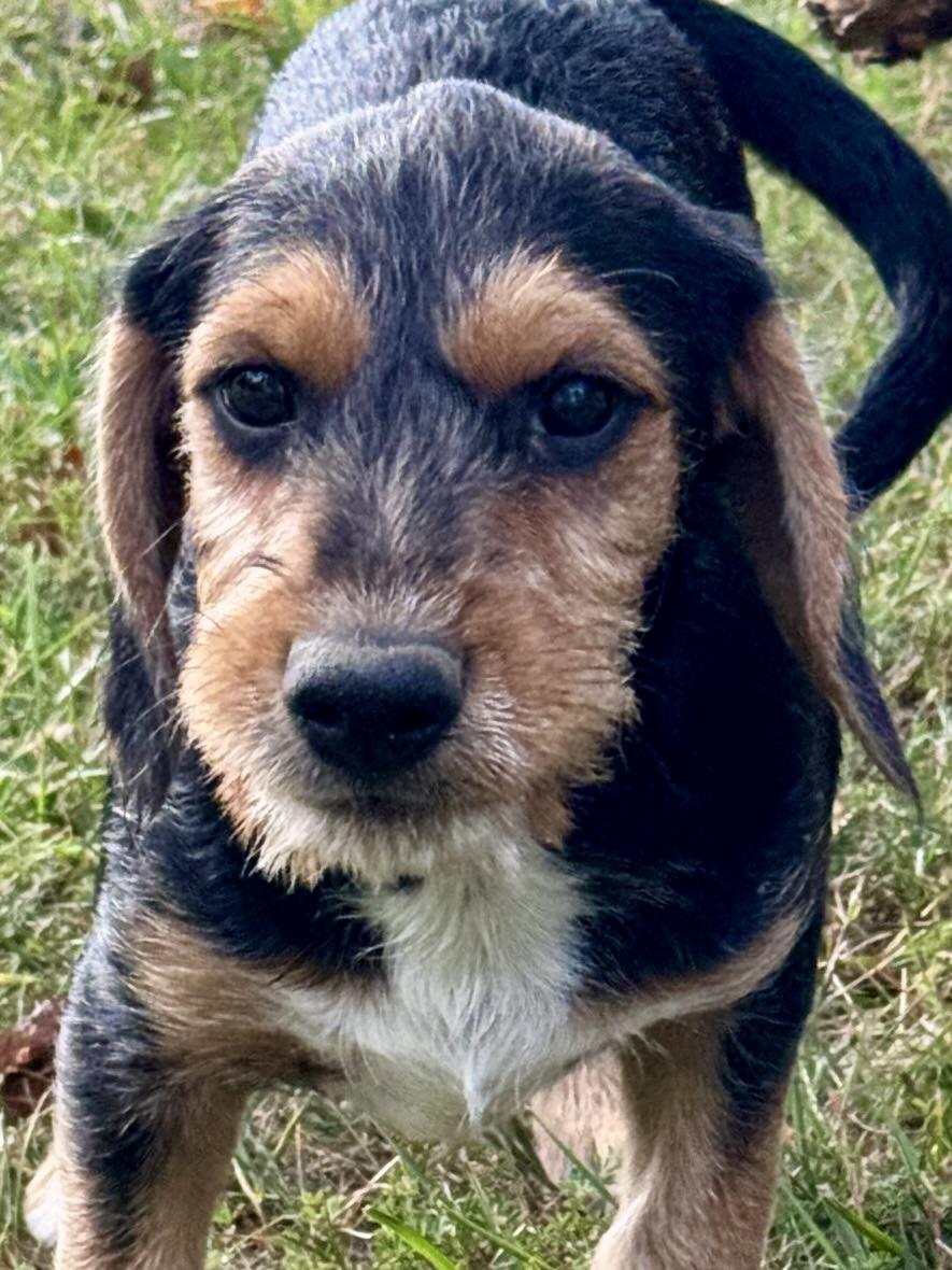 Enlarge Rubble, a Adoptable mixed breed in Stormville, NY image 1/5