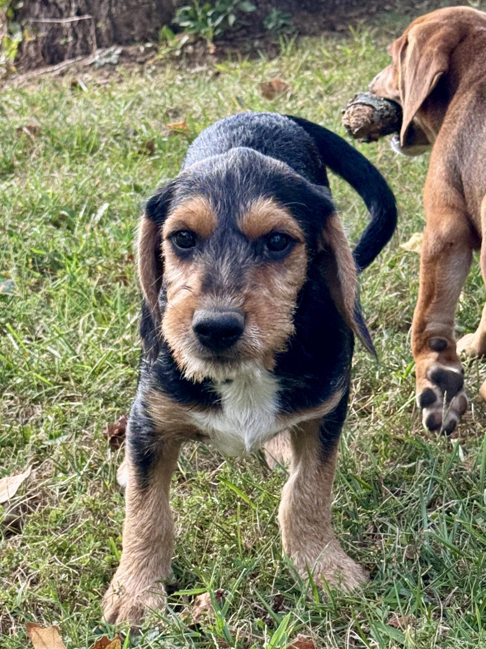 Rubble, Adoptable, Puppy Male Beagle & Wirehaired Terrier.