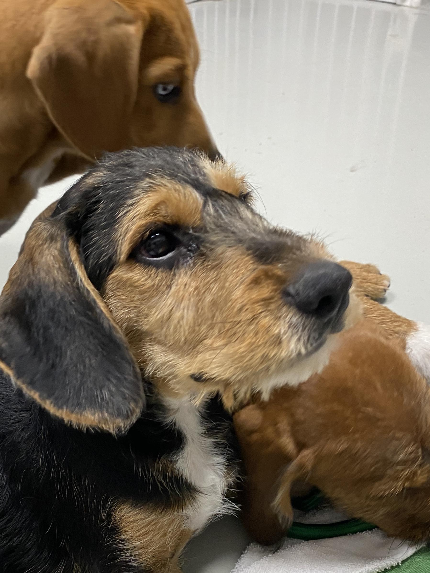 Enlarge Rubble, a Adoptable mixed breed in Stormville, NY image 4/5