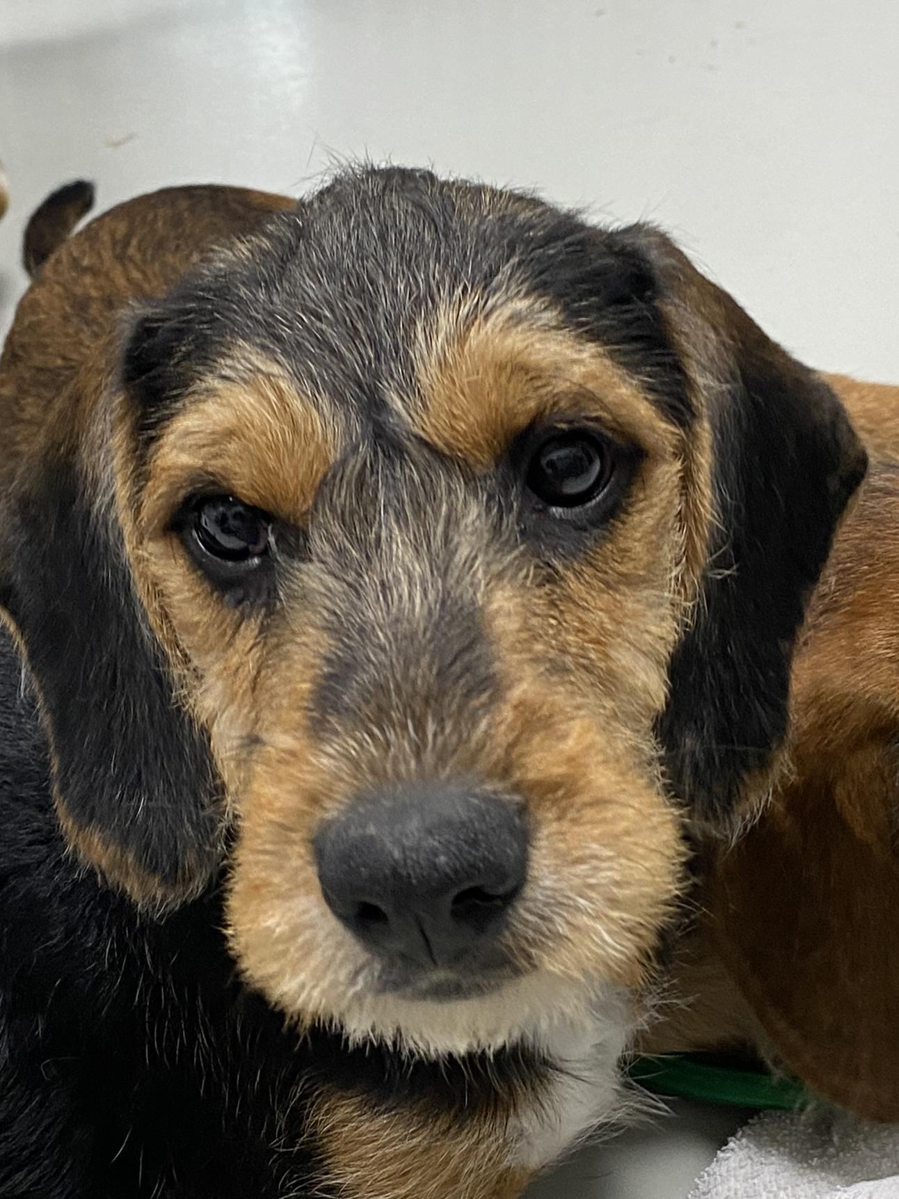 Enlarge Rubble, a Adoptable mixed breed in Stormville, NY image 2/5