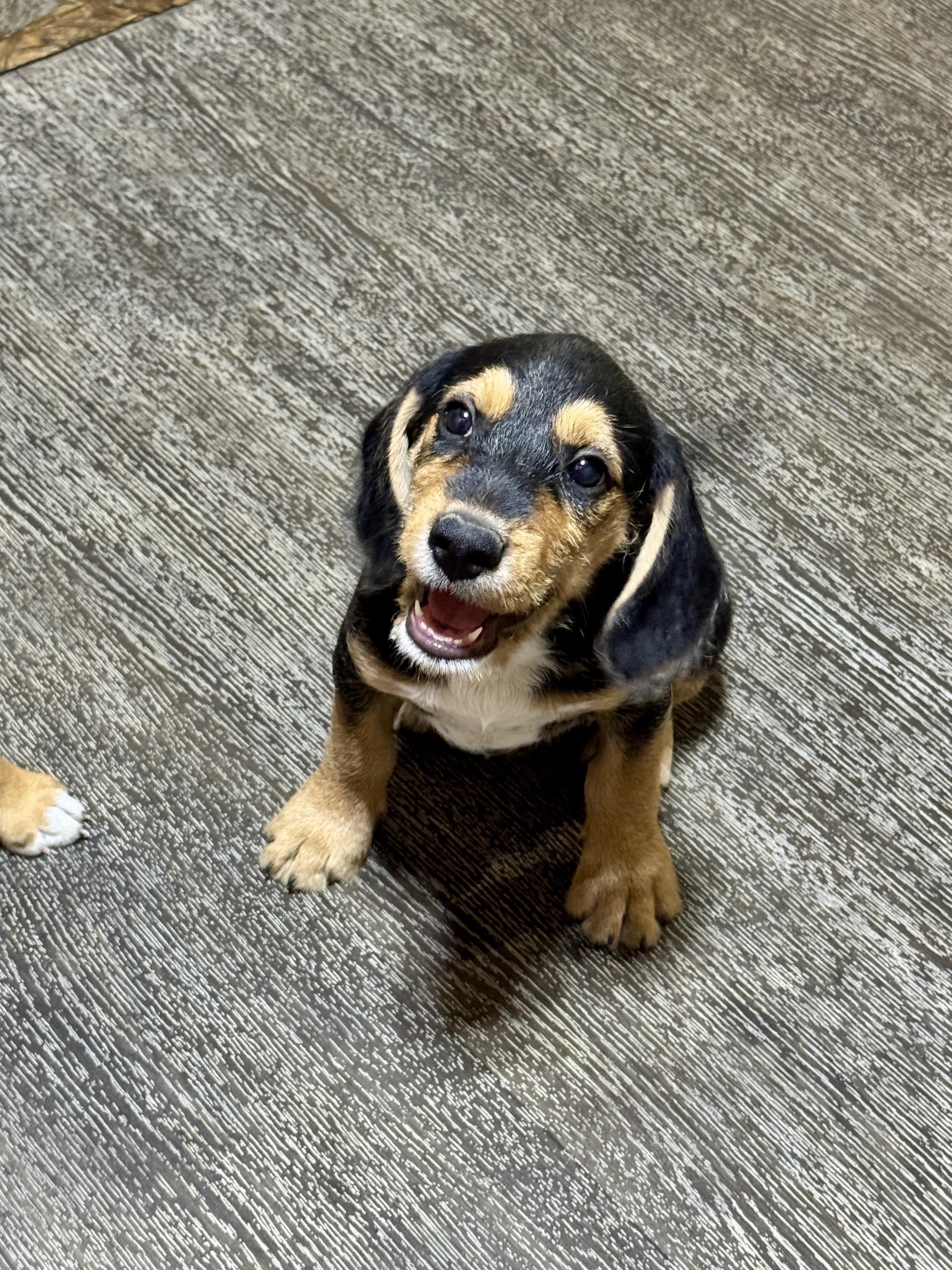 Rubble, ADOPTABLE, Puppy Male Border Terrier.