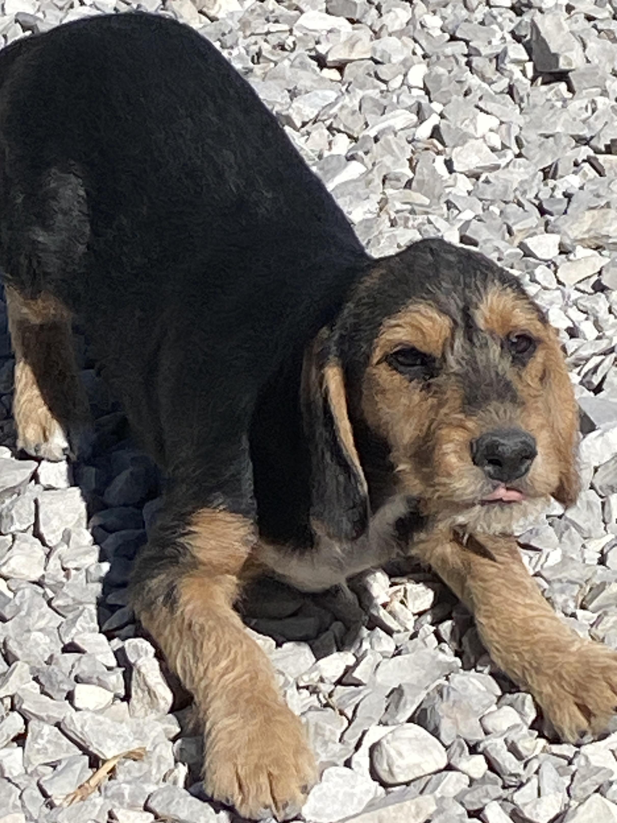 Enlarge Rubble, a Adoptable mixed breed in Stormville, NY image 3/5