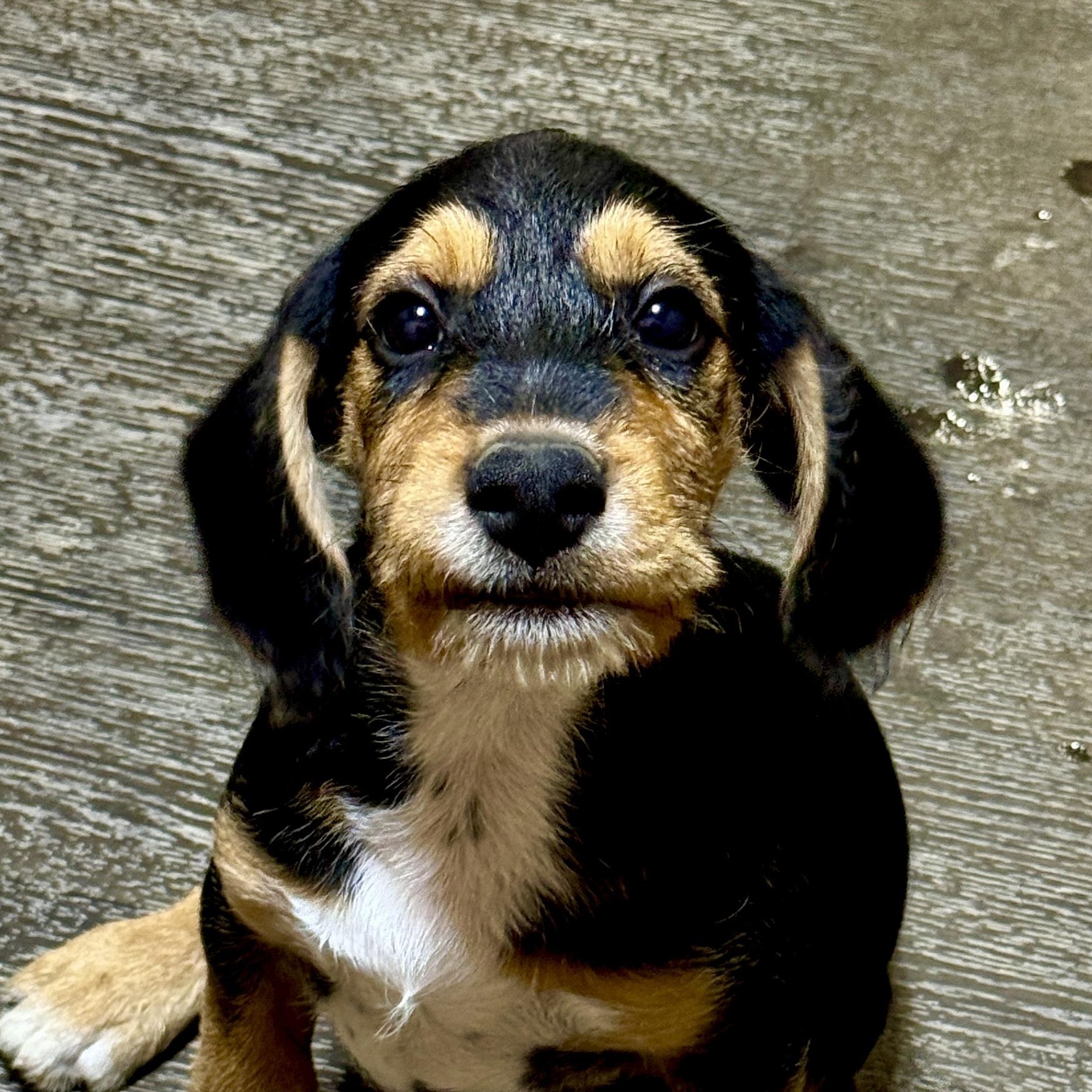 Enlarge Rubble, a Adoptable mixed breed in Stormville, NY image 2/6