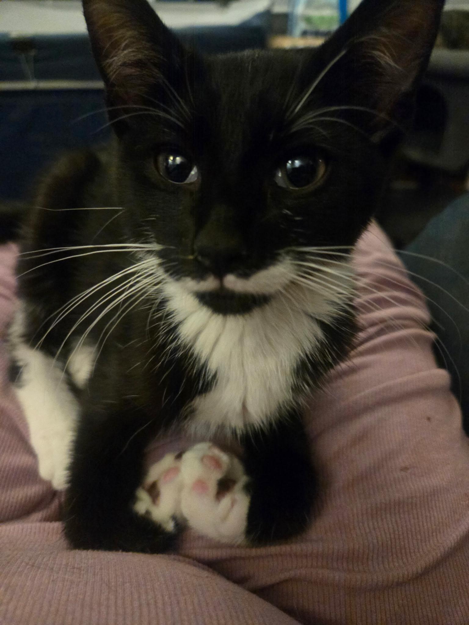 MUFFIN, ADOPTABLE, Kitten Male Tuxedo.