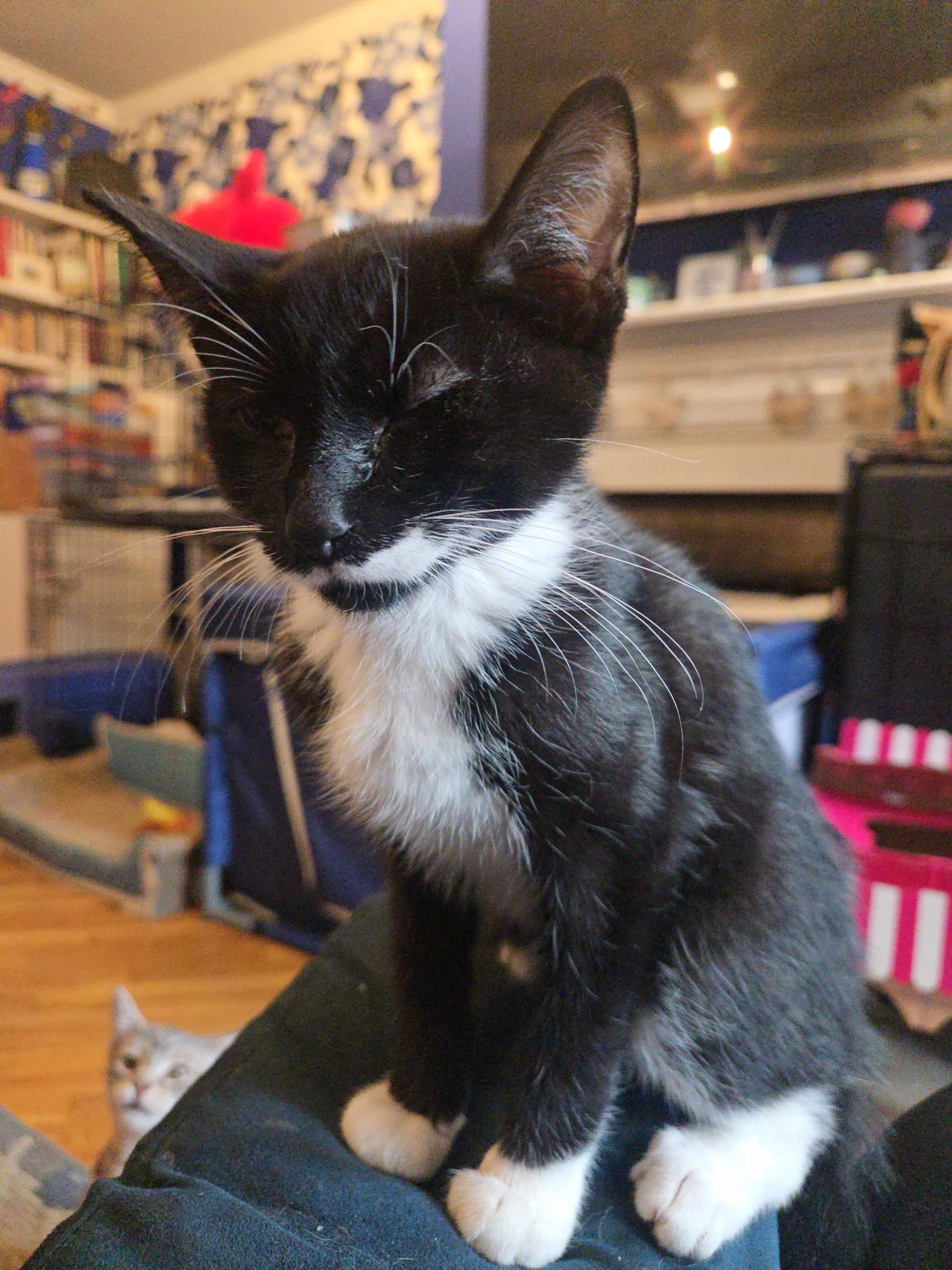 MUFFIN, a ADOPTABLE mixed breed in Staten Island, NY image 5/5