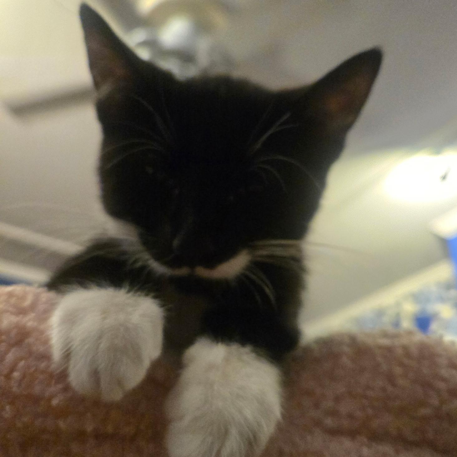 MUFFIN, a ADOPTABLE mixed breed in Staten Island, NY image 2/5