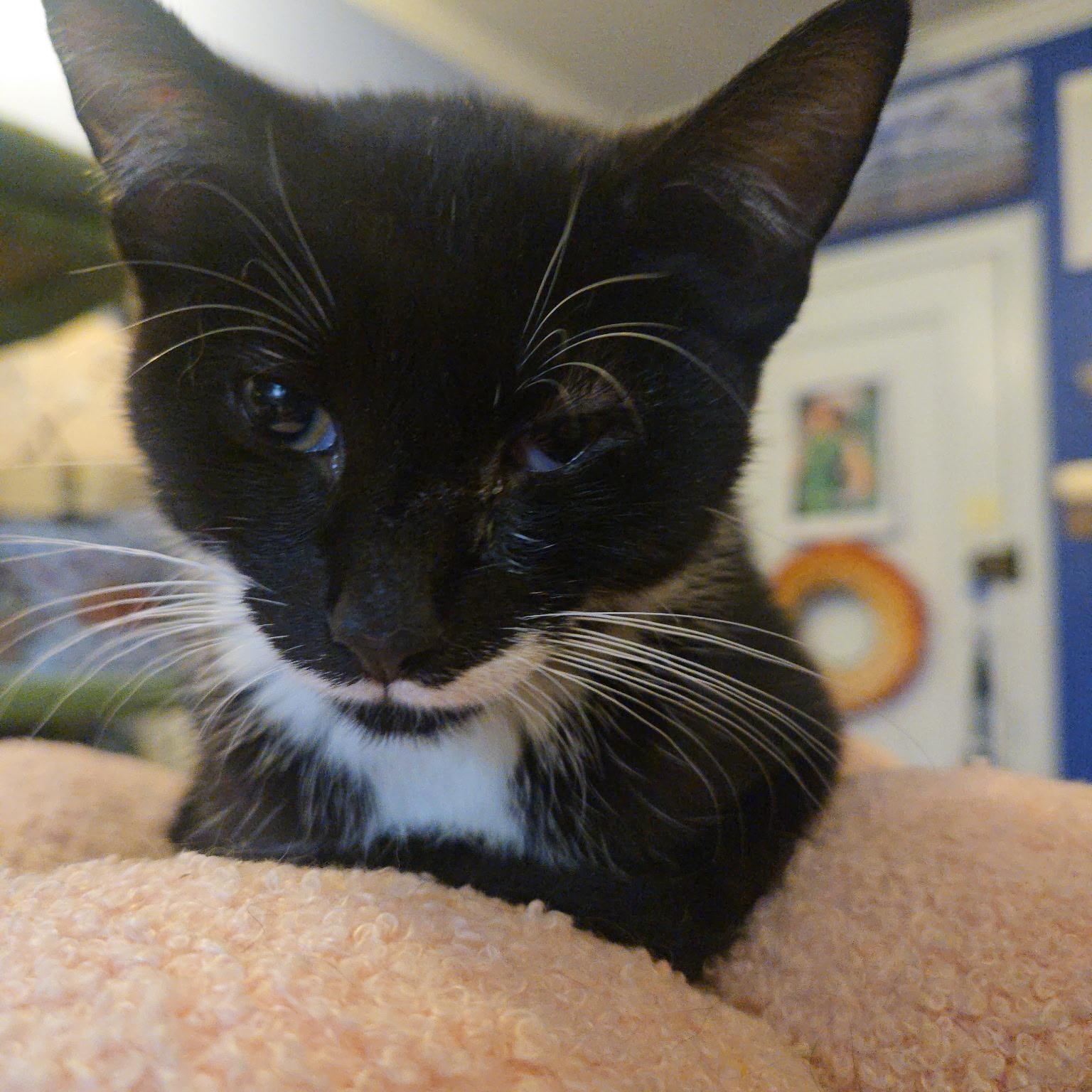 MUFFIN, a ADOPTABLE mixed breed in Staten Island, NY image 3/5