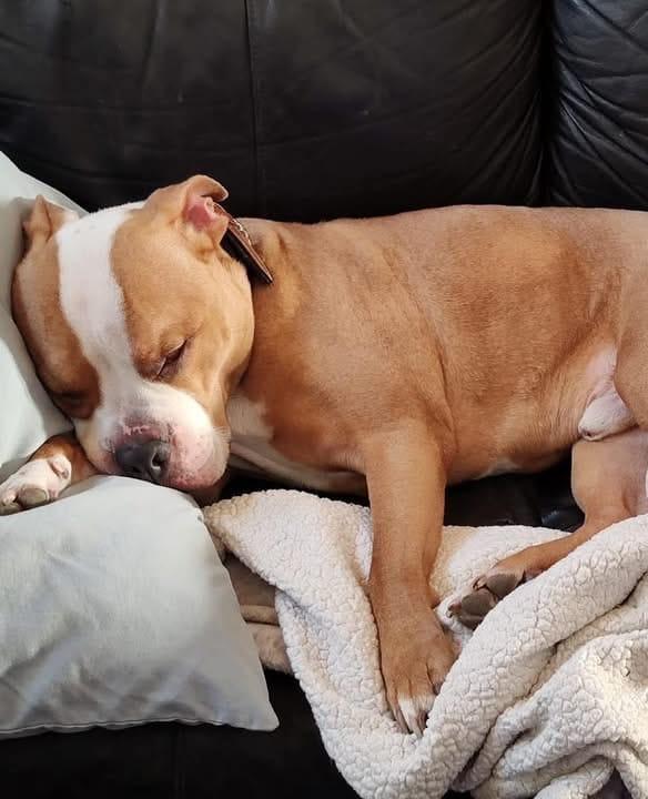 Enlarge Oliver Twist, a ADOPTABLE mixed breed in La Grande, OR image 2/2