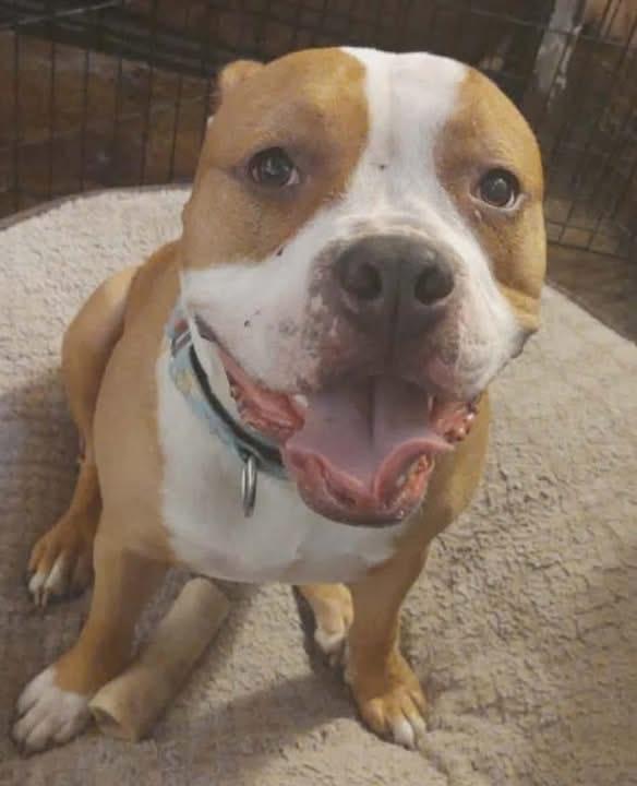 Oliver Twist, ADOPTABLE, Adult Male American Staffordshire Terrier & Bull Terrier.