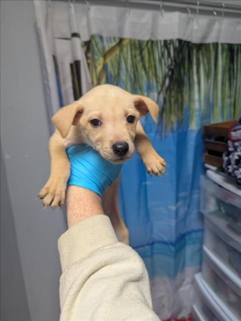 Enlarge ROCKET, a Adoptable mixed breed in Olivehurst, CA image 1/1