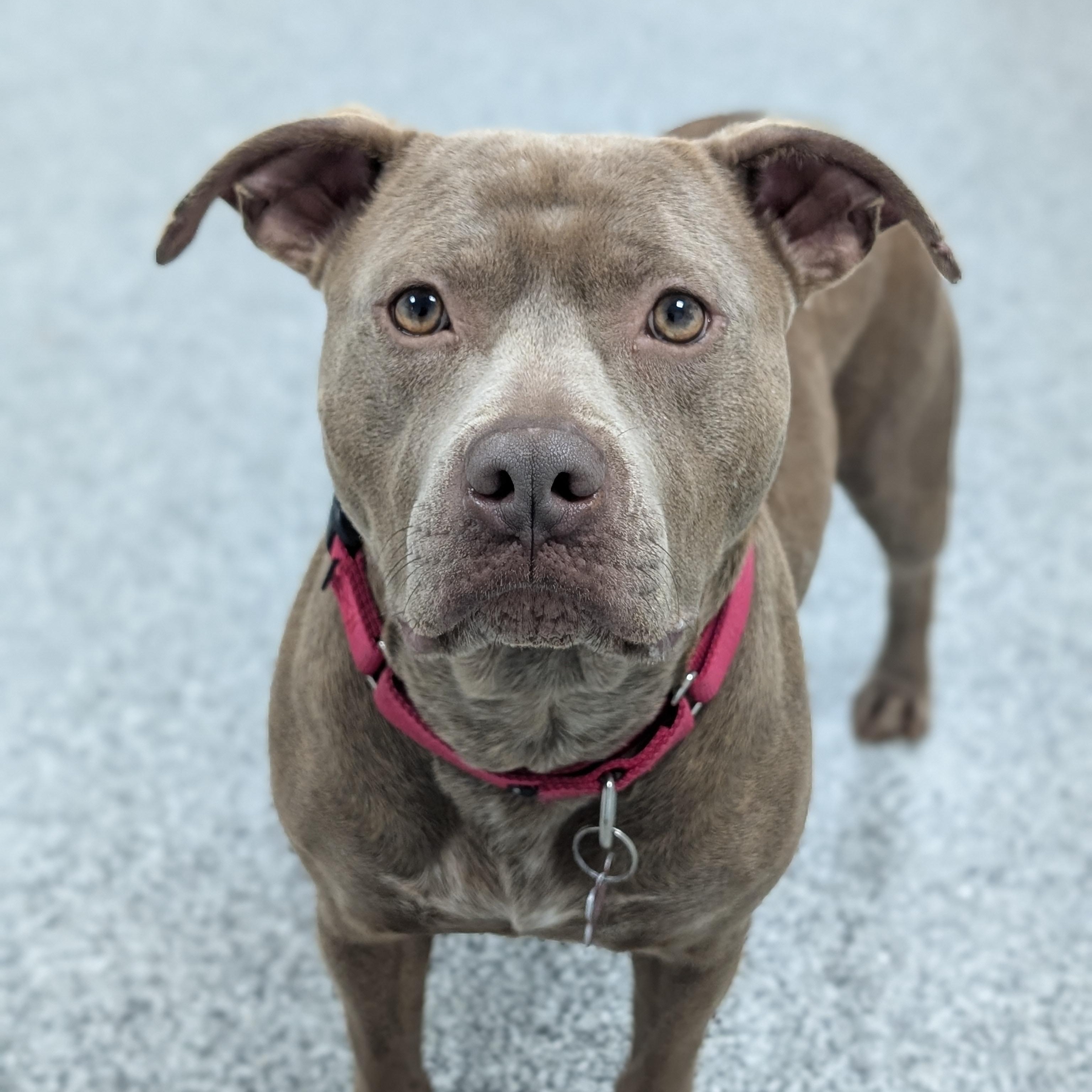 Lil Mama, Adoptable, Adult Female Pit Bull Terrier & Mixed Breed.