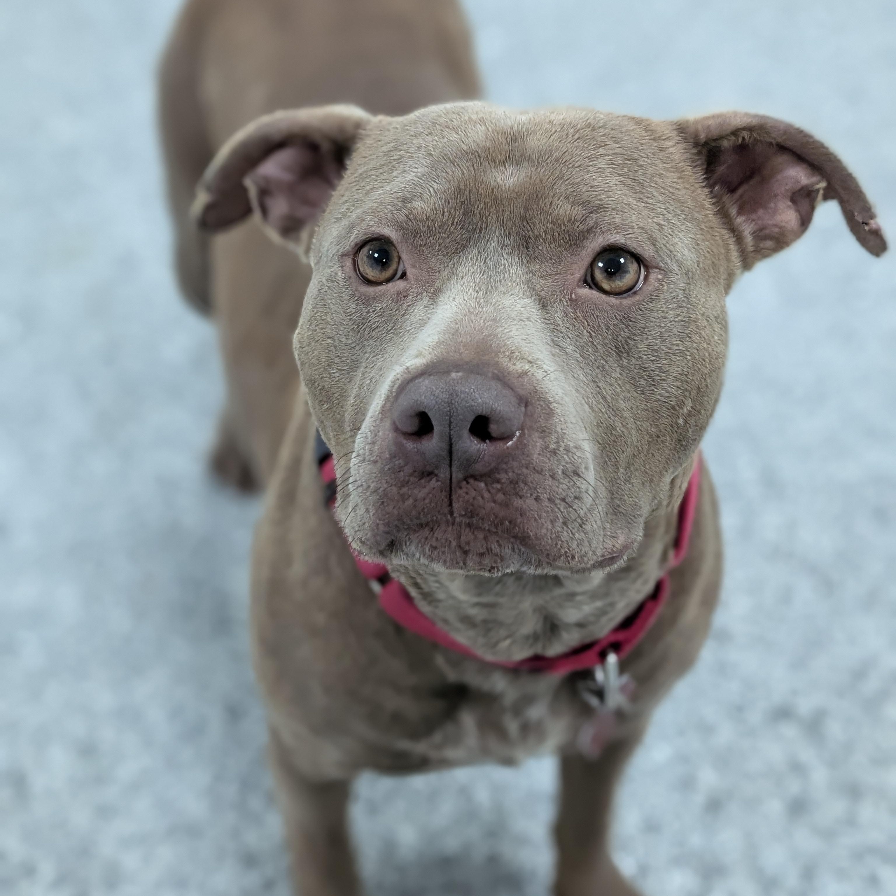 Lil Mama, a Adoptable mixed breed in Detroit, MI image 4/6