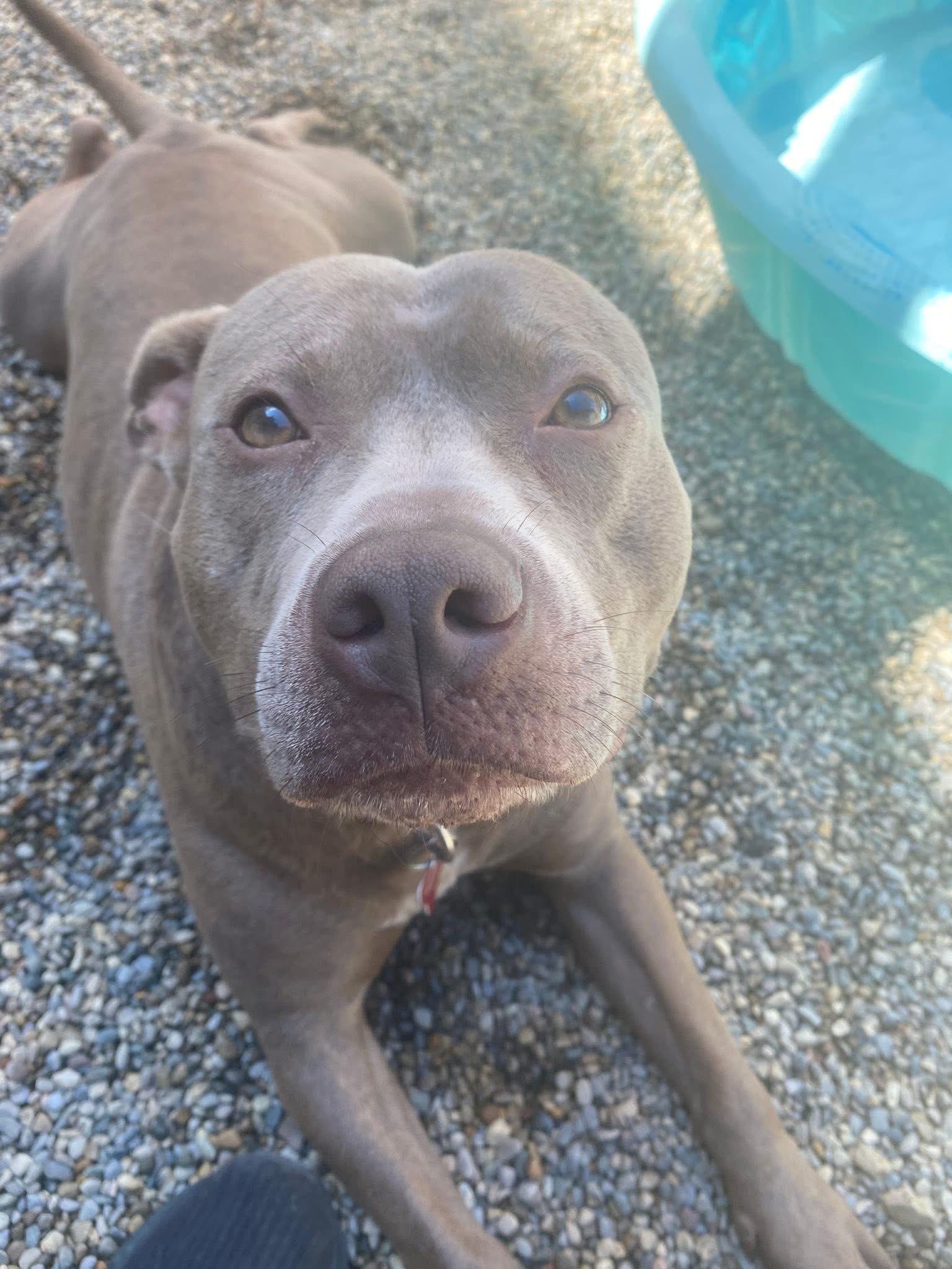 Lil Mama, a Adoptable mixed breed in Detroit, MI image 2/6