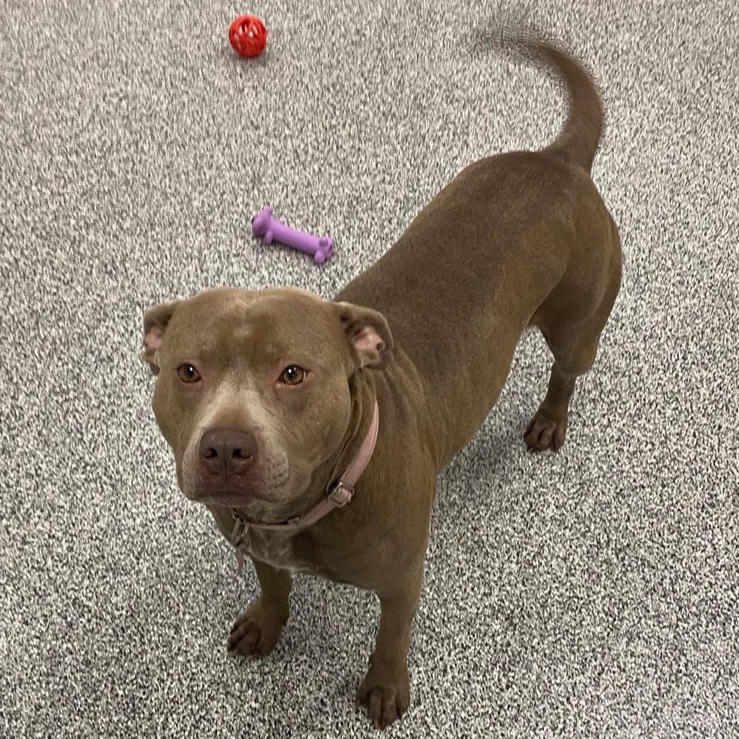 Enlarge Lil Mama, a Adoptable mixed breed in Detroit, MI image 6/6