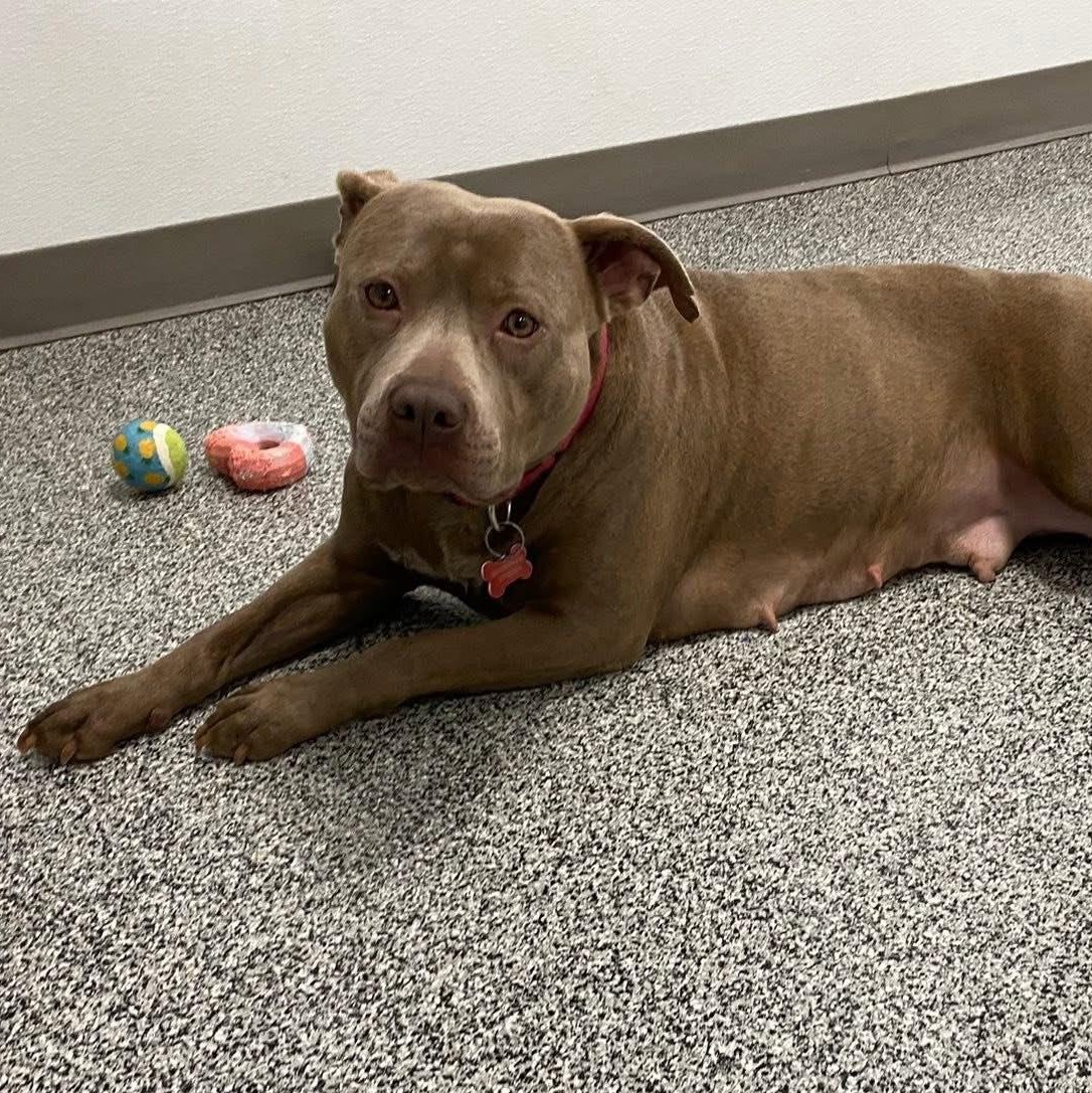 Lil Mama, a Adoptable mixed breed in Detroit, MI image 3/6