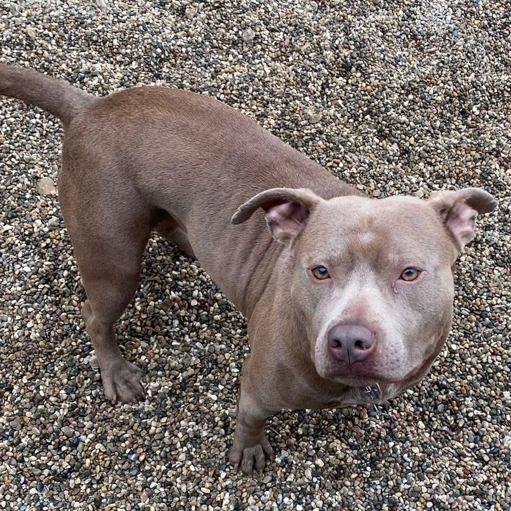 Lil Mama, a Adoptable mixed breed in Detroit, MI image 6/6