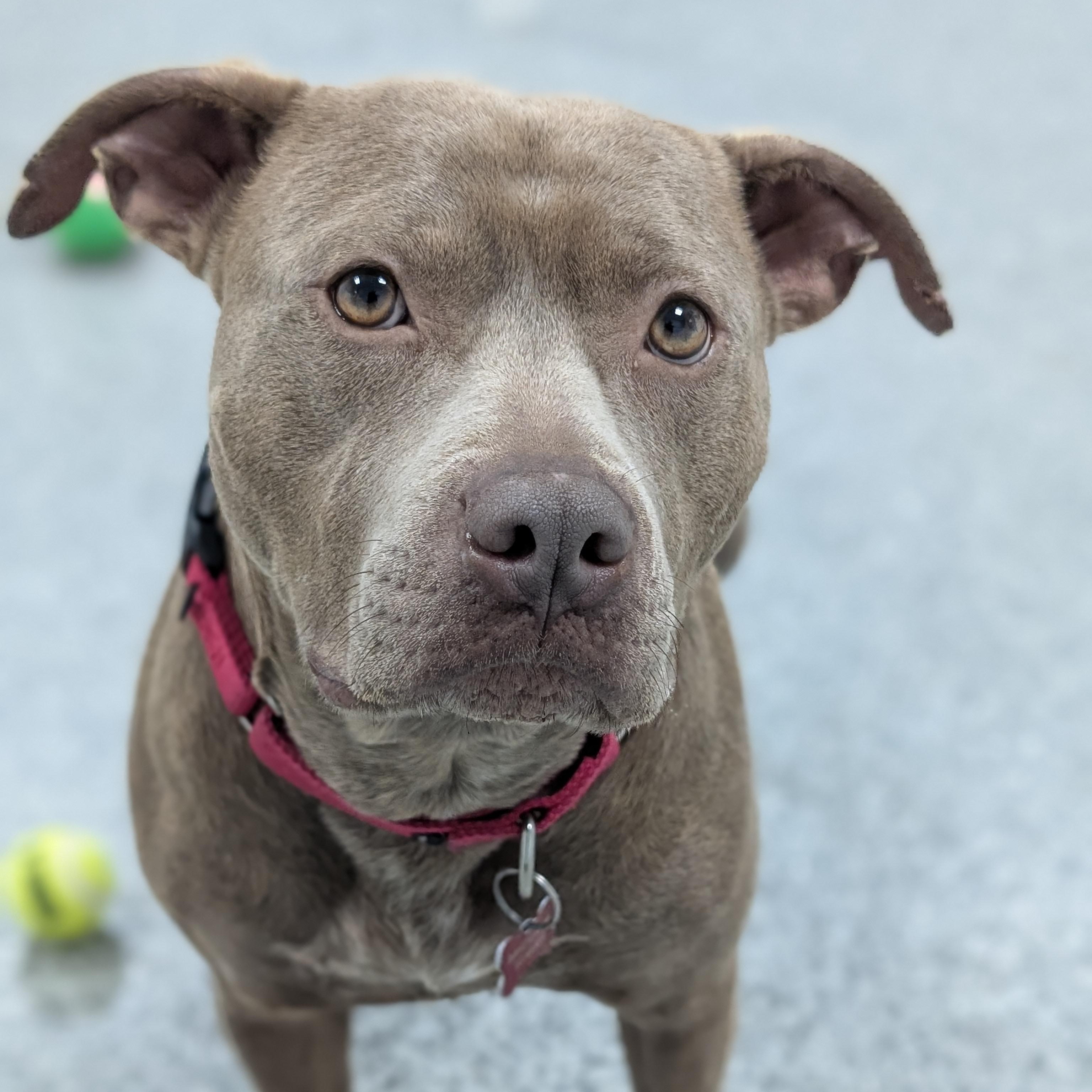 Lil Mama, Adoptable, Adult Female Pit Bull Terrier & Mixed Breed.
