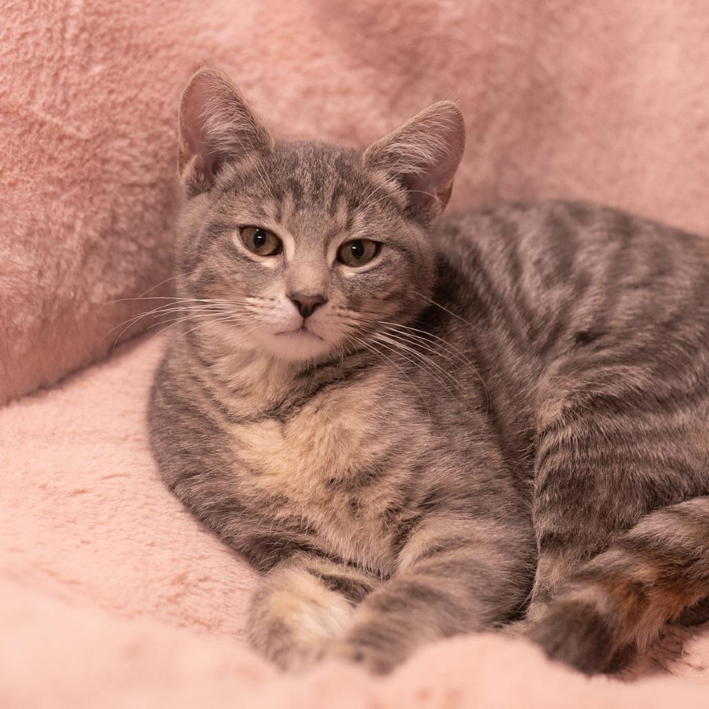 Boba, a Adoptable Domestic Short Hair in St. Augustine, FL image 1/3