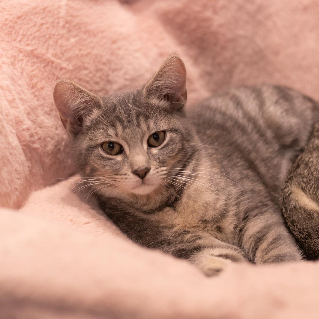 Boba, a Adoptable Domestic Short Hair in St. Augustine, FL image 2/3