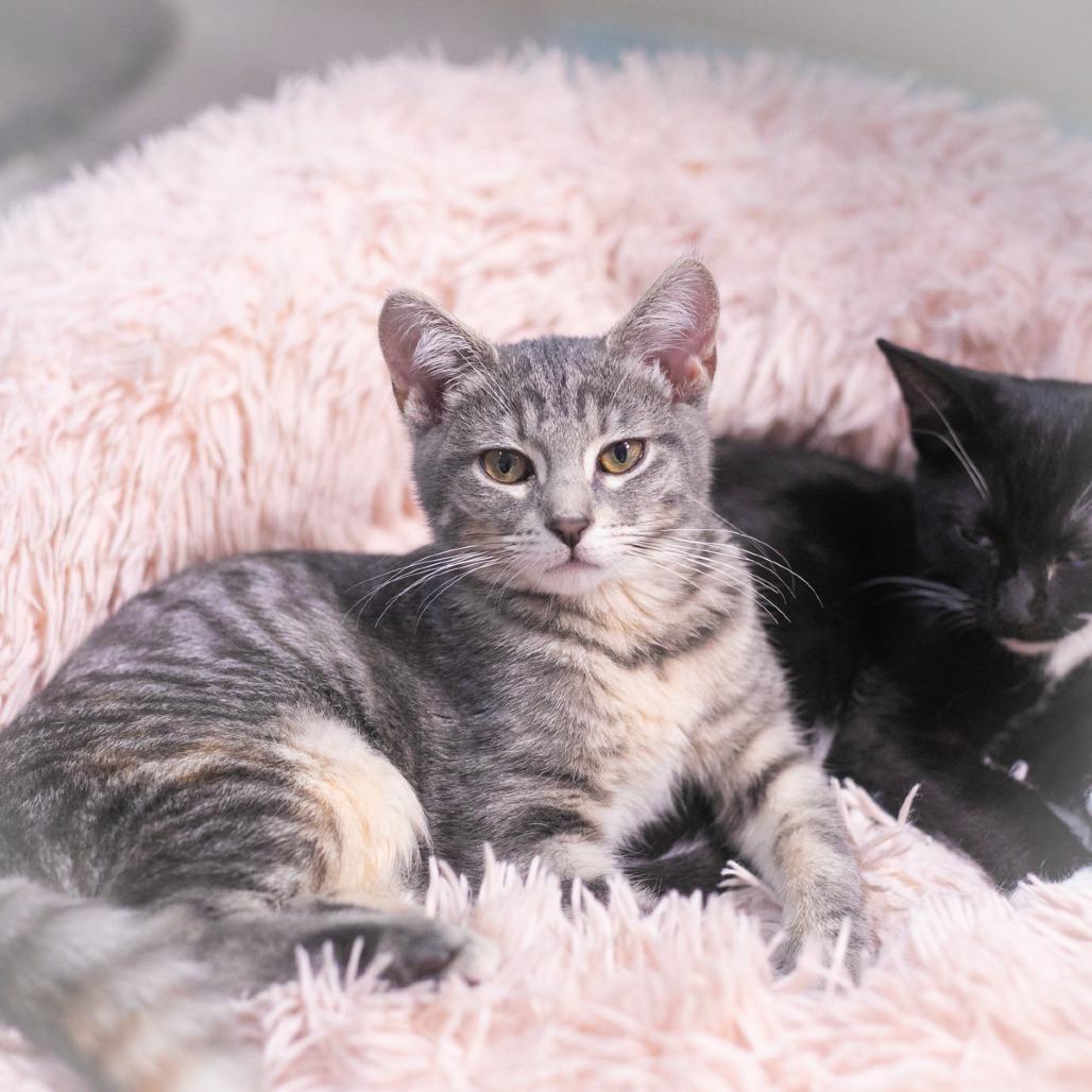 Boba, a Adoptable Domestic Short Hair in St. Augustine, FL image 3/3