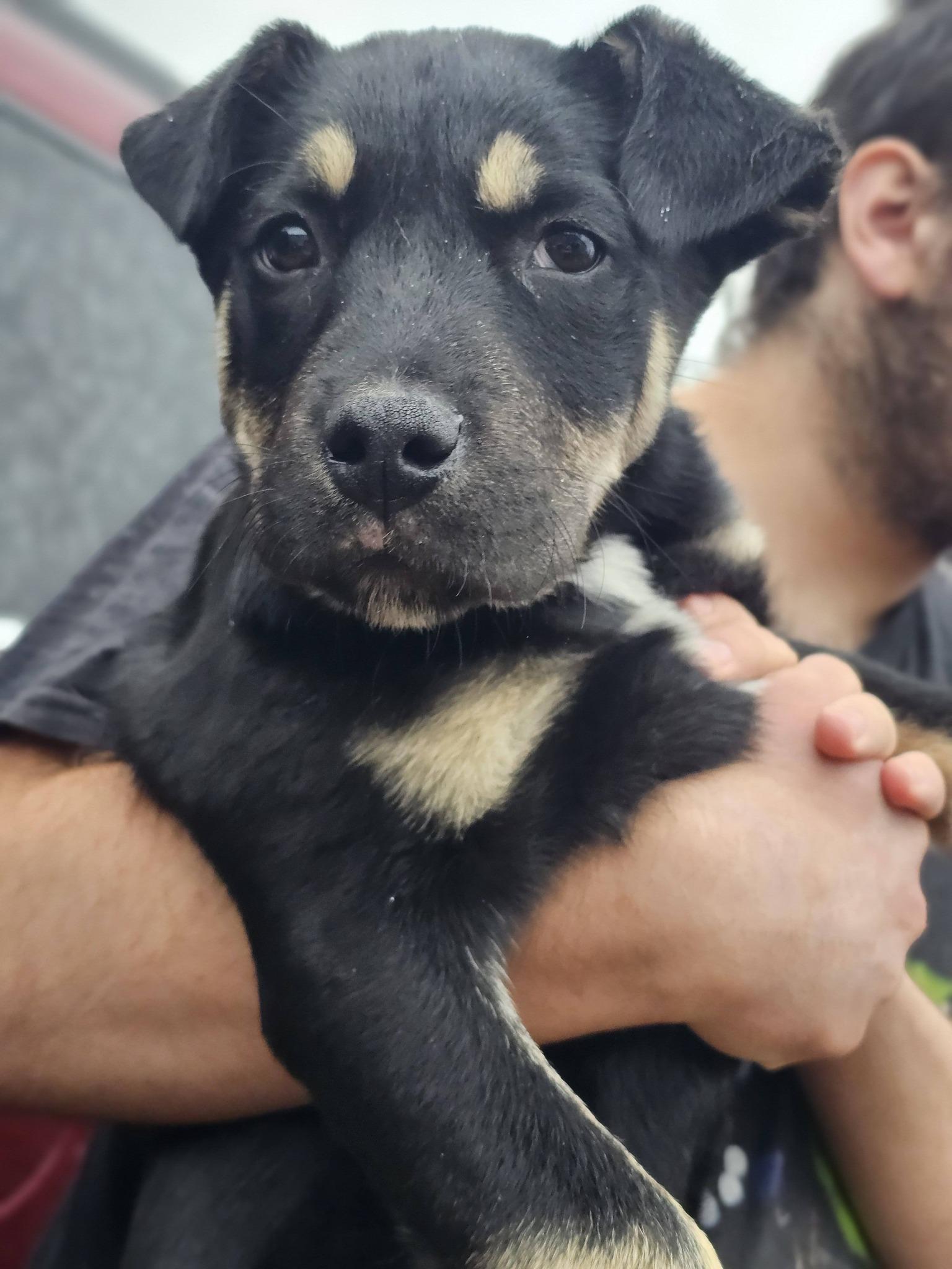 Enlarge Drue, an adopted mixed breed in Fort Payne, AL image 1/4