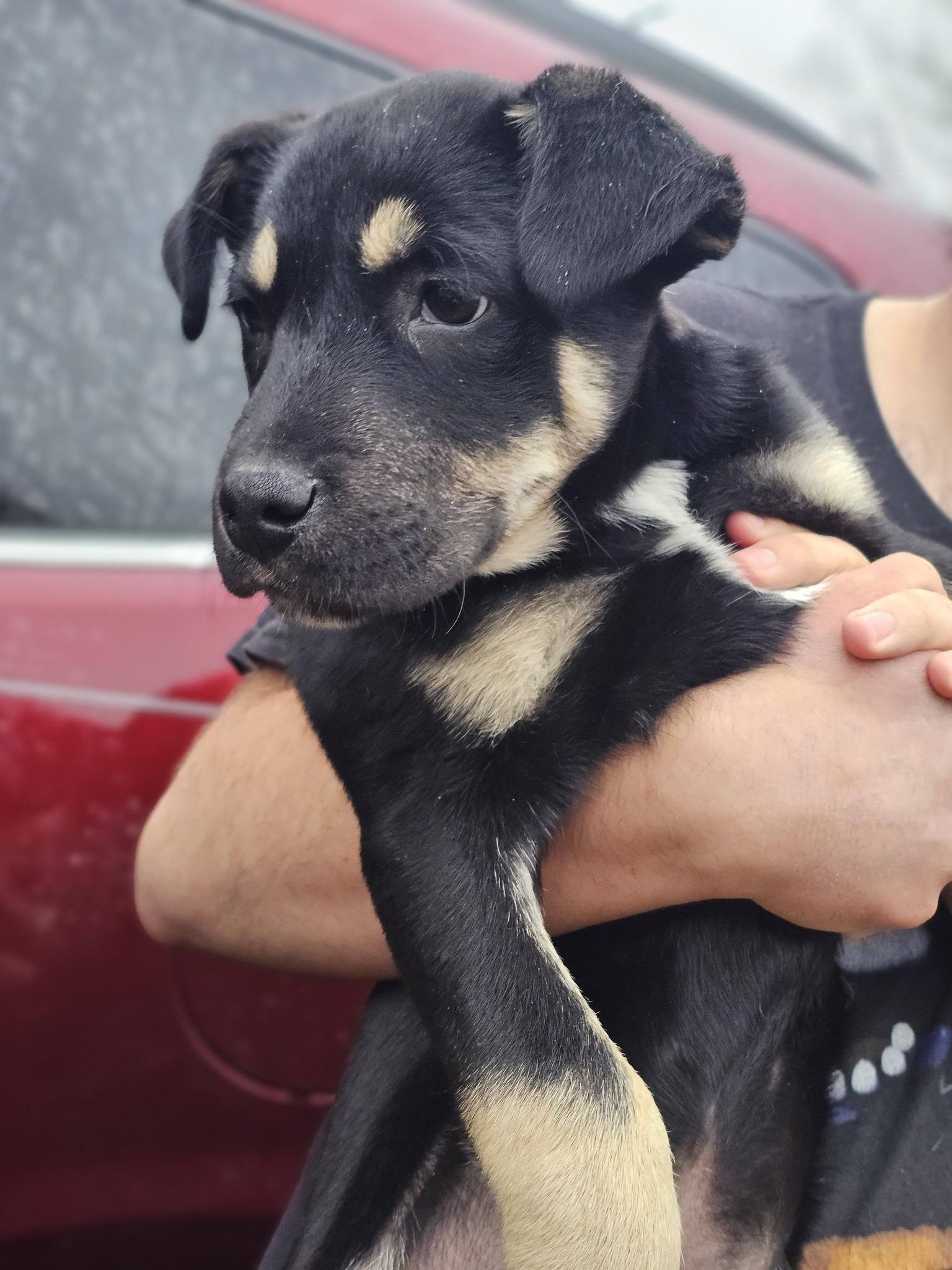 Enlarge Drue, an adopted mixed breed in Fort Payne, AL image 4/4