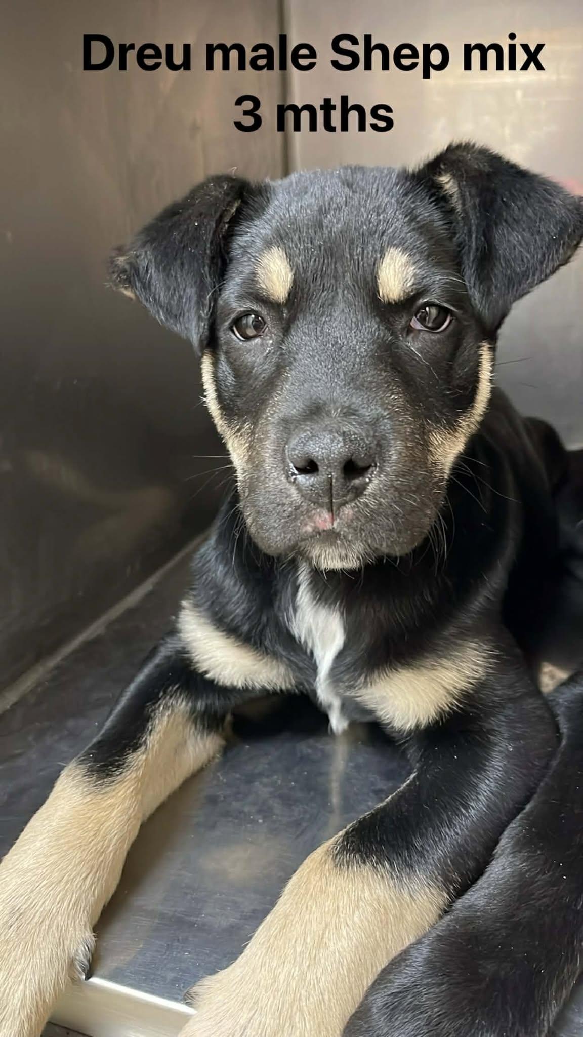 Enlarge Drue, an adopted mixed breed in Fort Payne, AL image 2/4