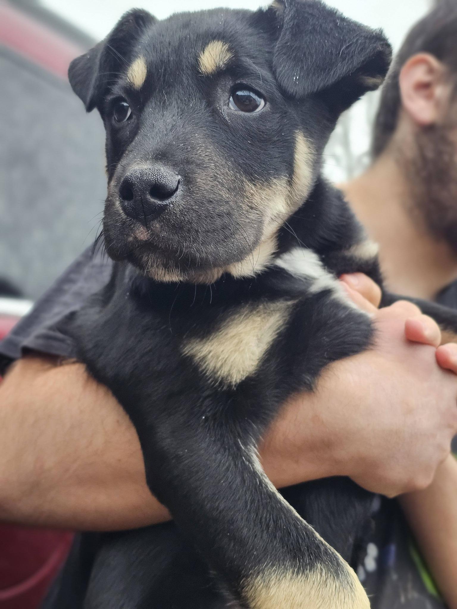 Enlarge Drue, an adopted mixed breed in Fort Payne, AL image 3/4