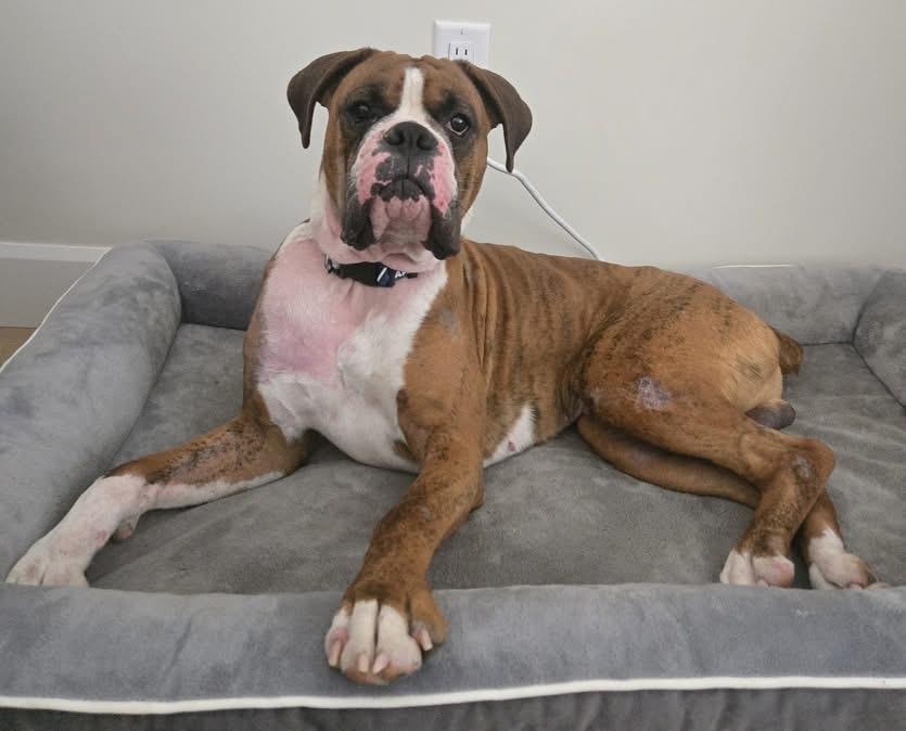 Sarge, Adoptable, Young Male Boxer.