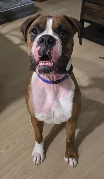 Sarge, a Adoptable Boxer in Toronto, ON image 2/3