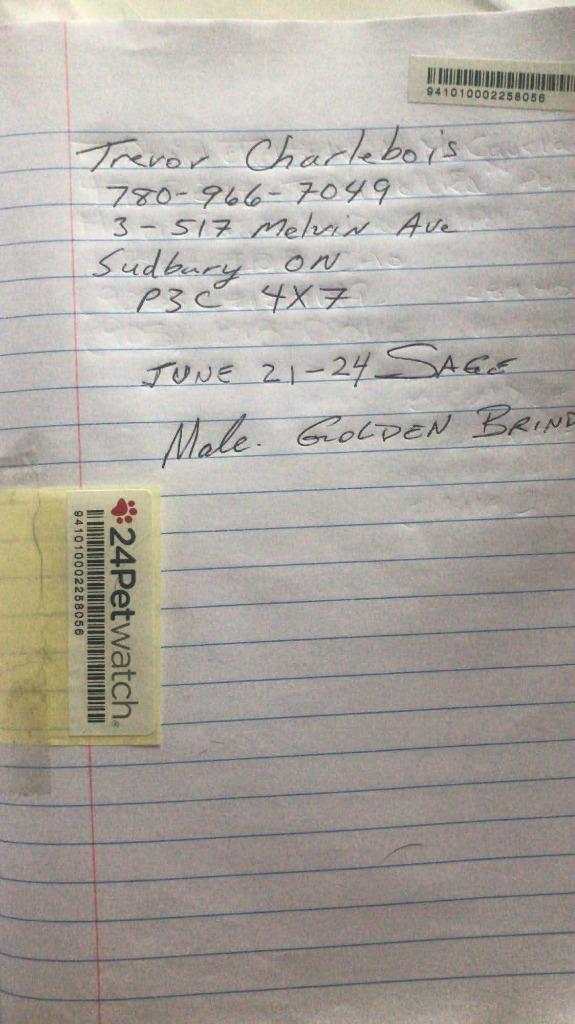 Sarge, a Adoptable Boxer in Toronto, ON image 3/3