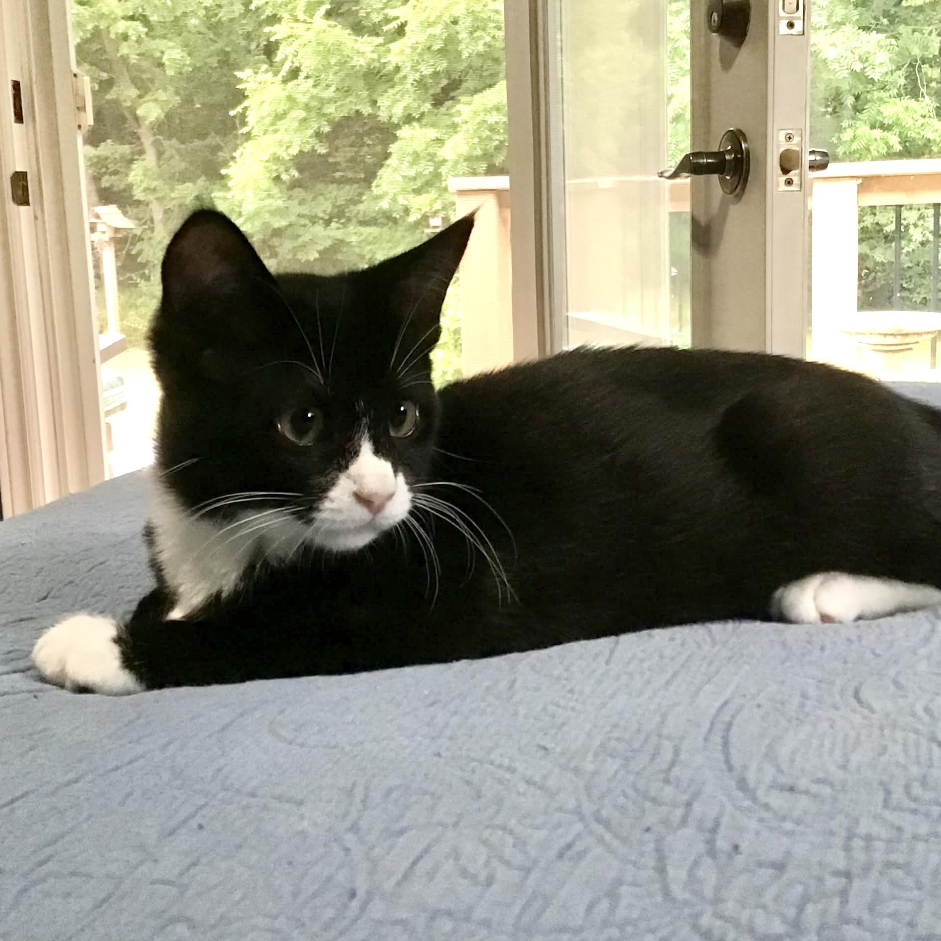 Enlarge SOCKY, a Adoptable Tuxedo in Delhi, ON image 1/6