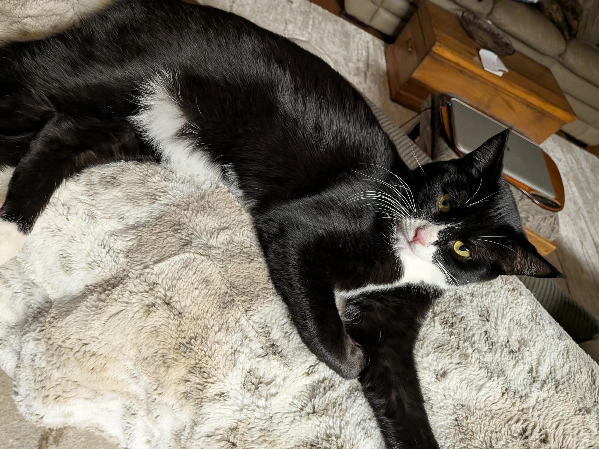 Enlarge SOCKY, a Adoptable Tuxedo in Delhi, ON image 3/6