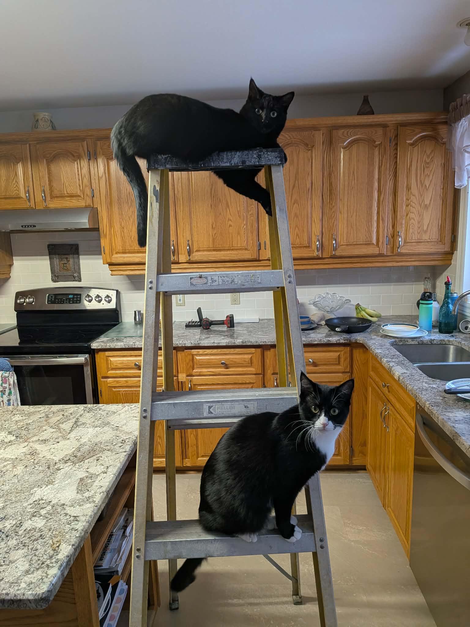 Enlarge SOCKY, a Adoptable Tuxedo in Delhi, ON image 6/6