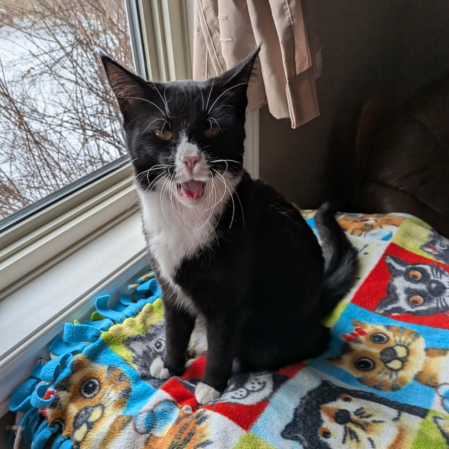 Enlarge SOCKY, a Adoptable Tuxedo in Delhi, ON image 5/6