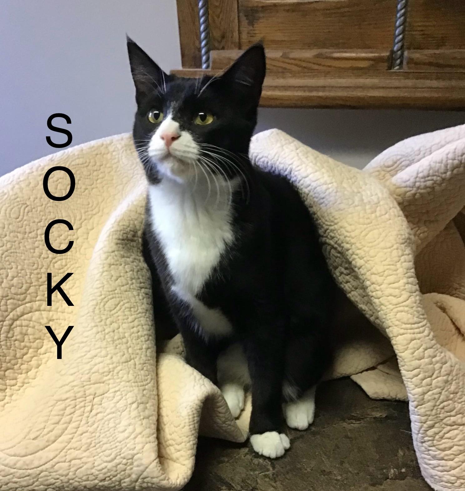 Enlarge SOCKY, a Adoptable Tuxedo in Delhi, ON image 2/6