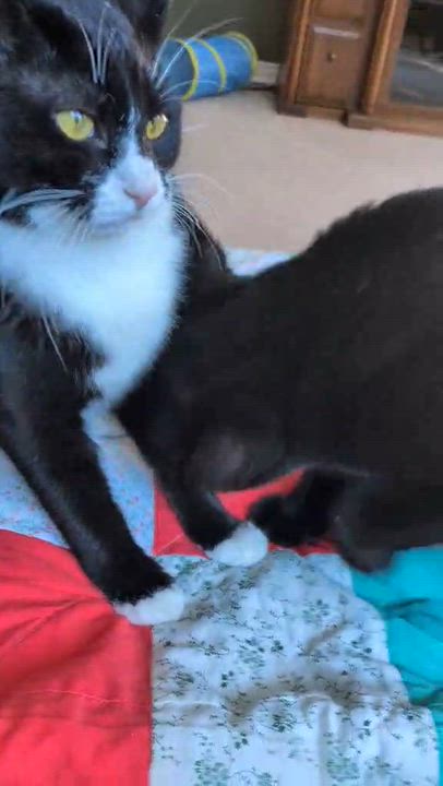 Enlarge SOCKY, a Adoptable Tuxedo in Delhi, ON video 4/6