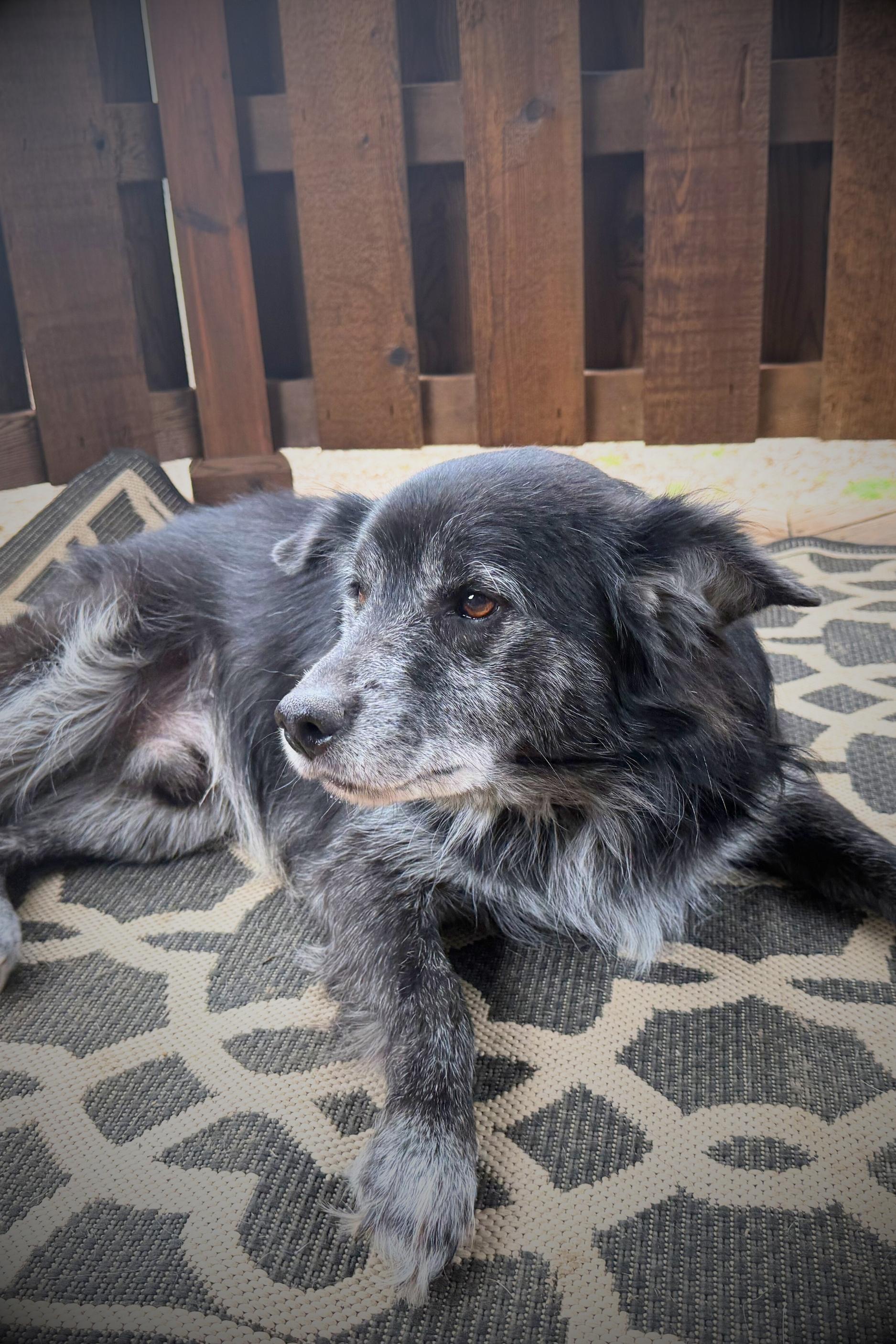 Enlarge Hagrid, an adopted mixed breed in Royalton, IL image 4/6