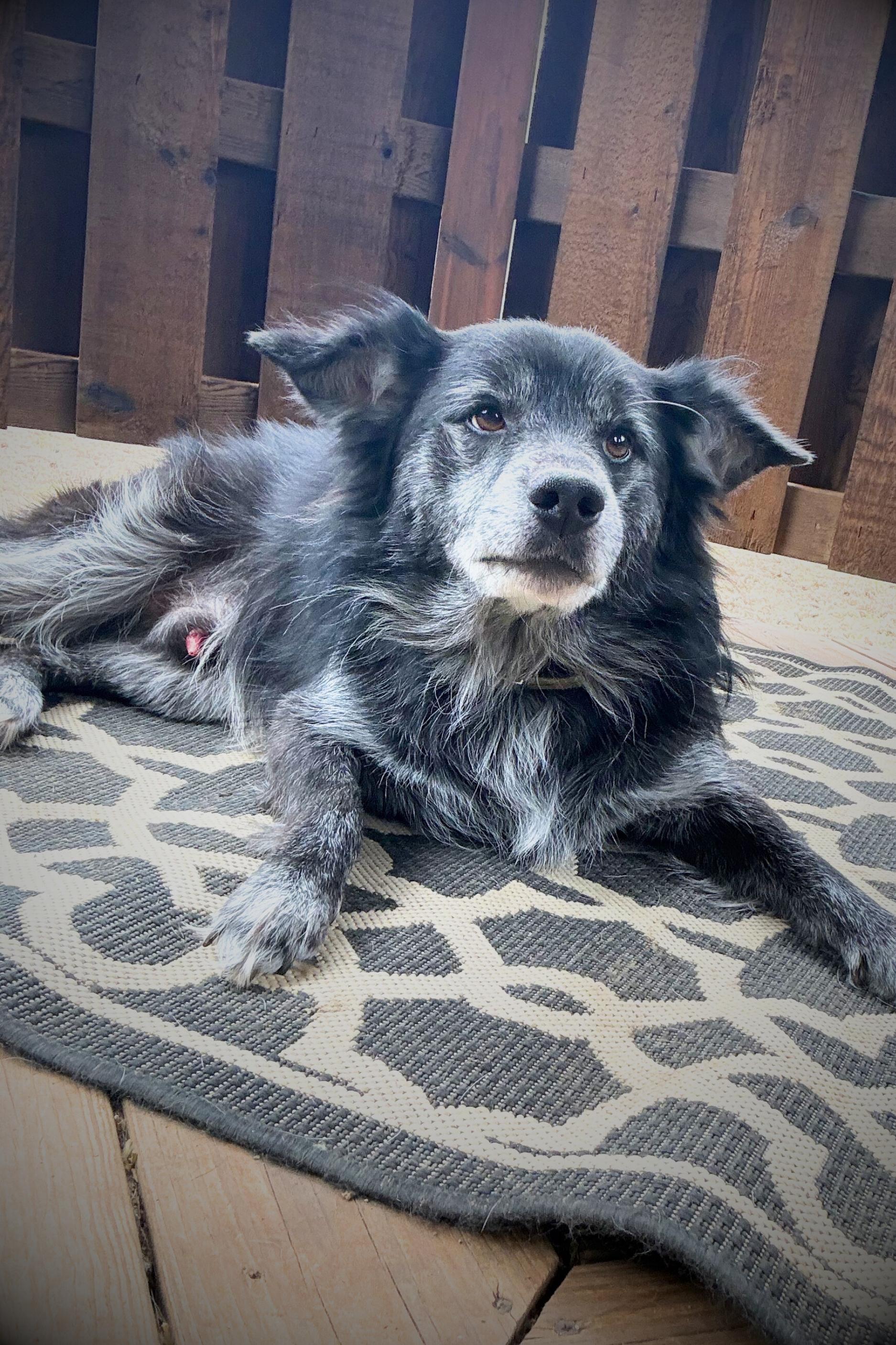 Enlarge Hagrid, an adopted mixed breed in Royalton, IL image 3/6