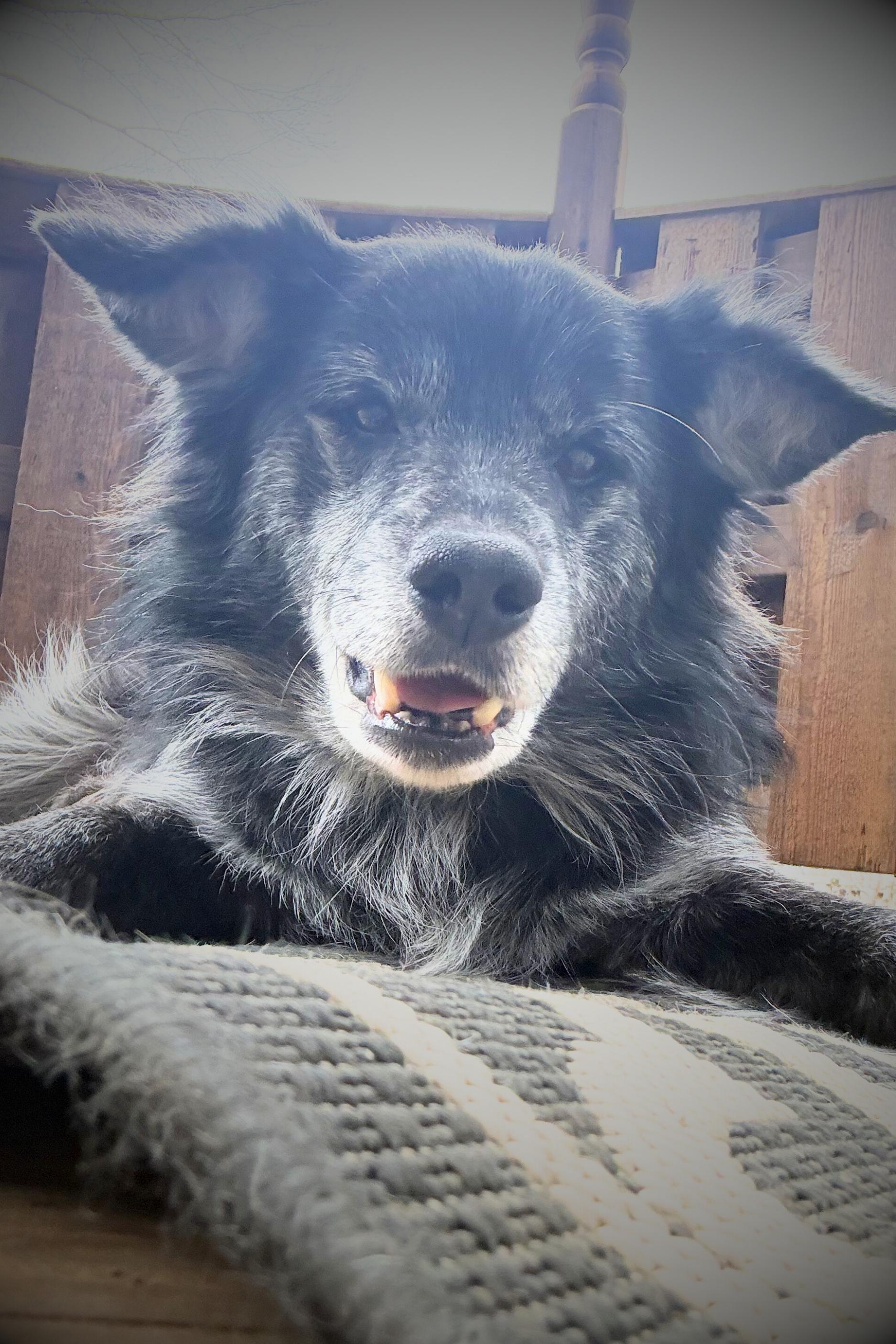 Enlarge Hagrid, an adopted mixed breed in Royalton, IL image 5/6