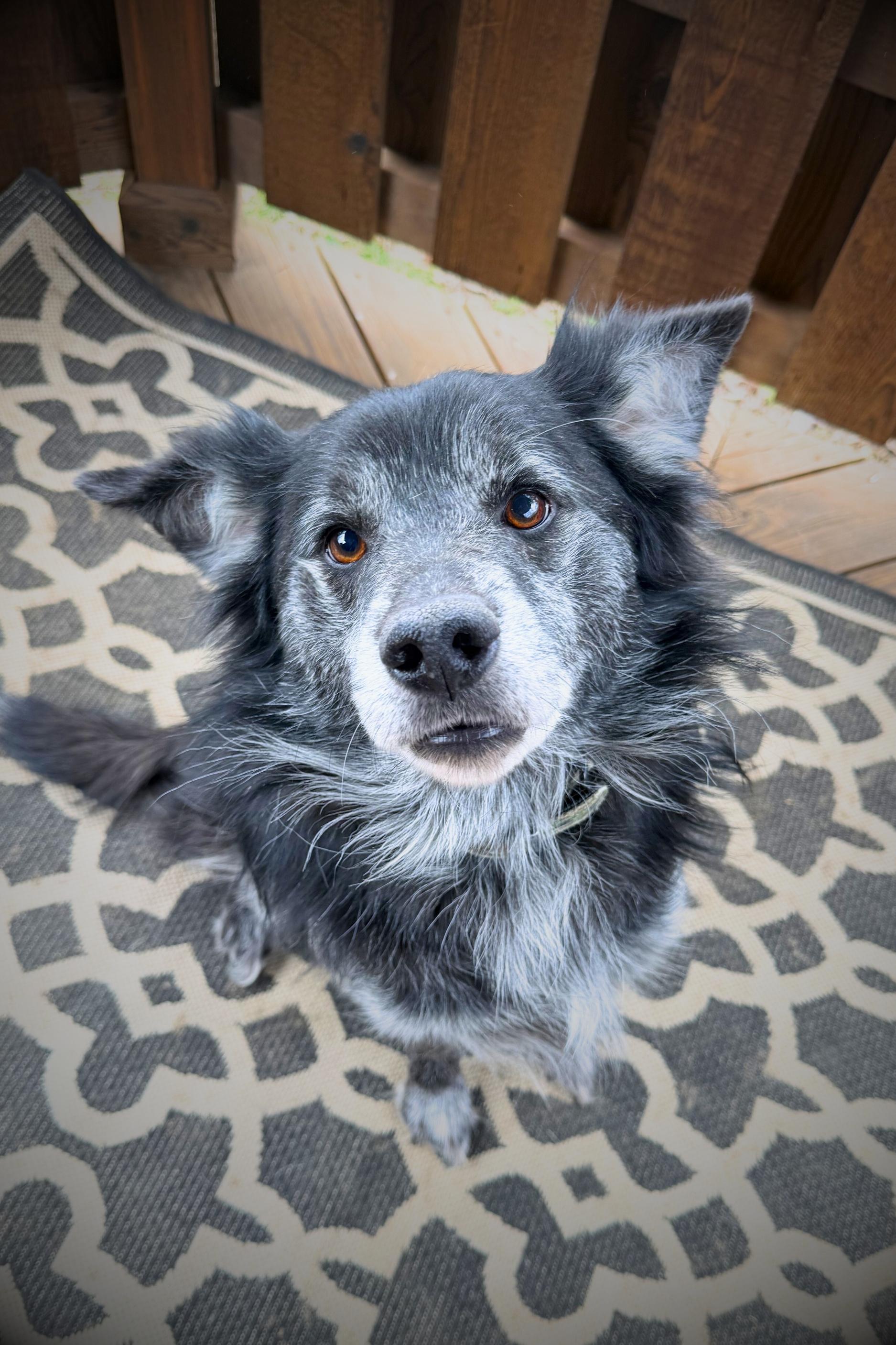 Hagrid, adopted, Senior Male Australian Cattle Dog / Blue Heeler & Australian Shepherd.