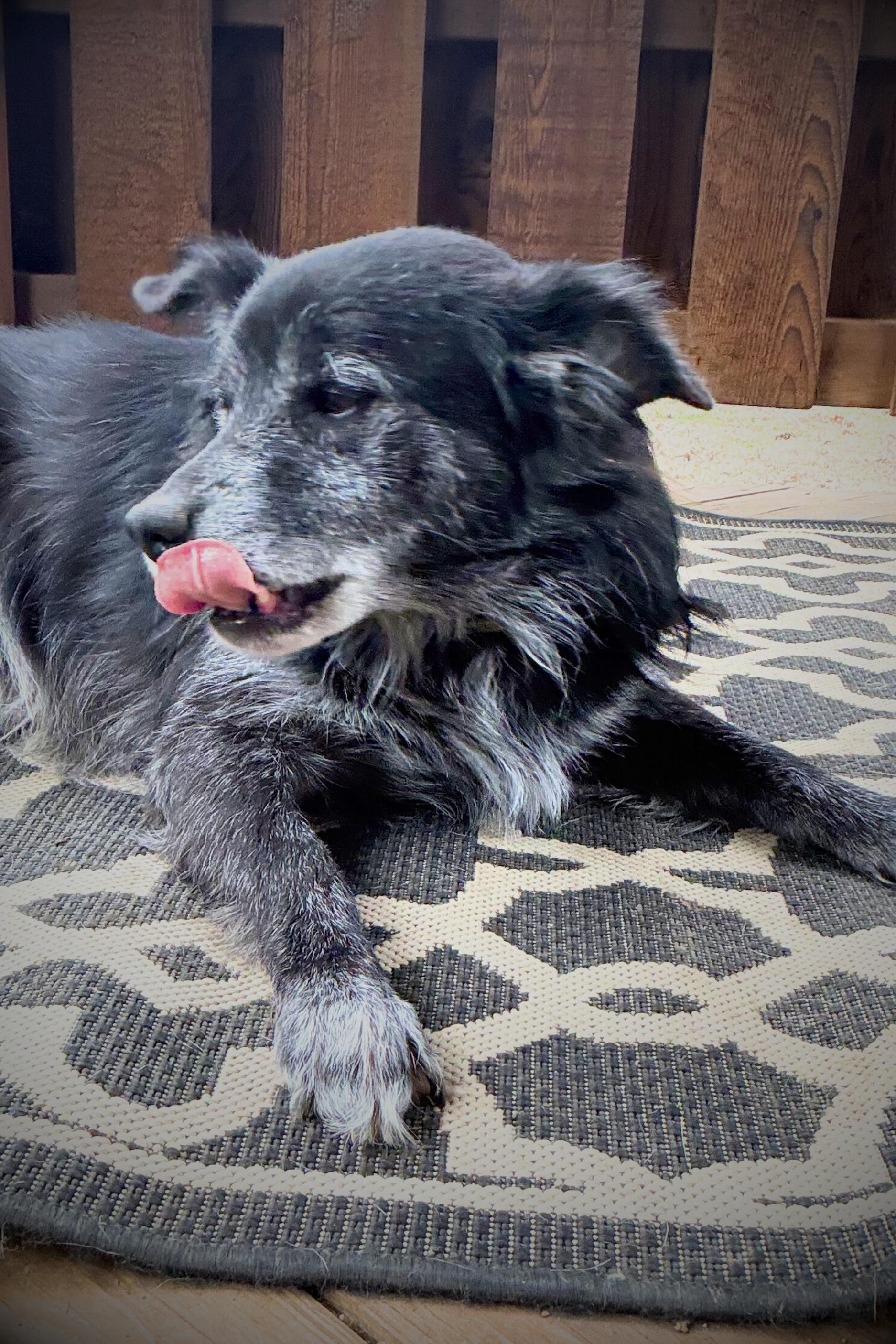 Enlarge Hagrid, an adopted mixed breed in Royalton, IL image 6/6