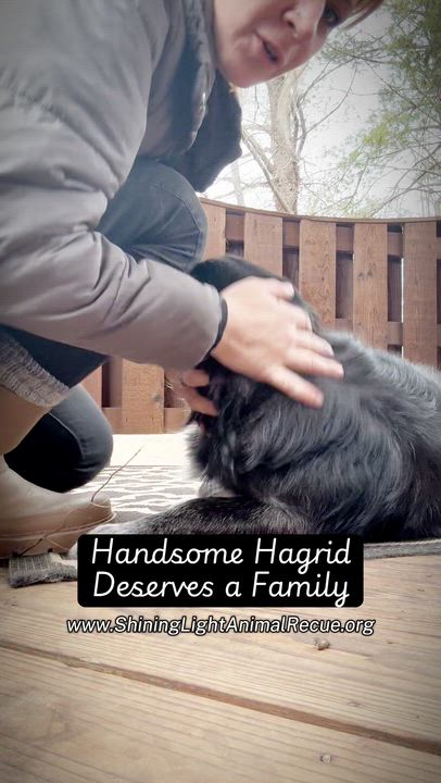 Enlarge Hagrid, an adopted mixed breed in Royalton, IL video 2/6