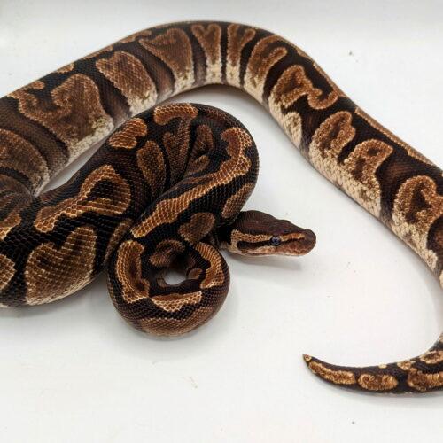 Reesa, Adult Female unknown