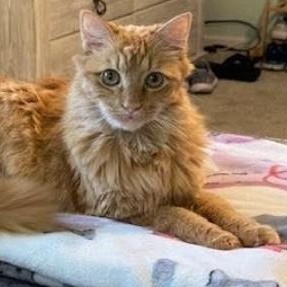 Willie, Adopted, Adult Male Domestic Long Hair.