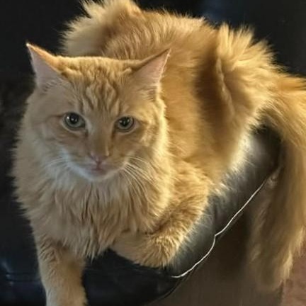 Willie, a Adopted Domestic Long Hair in Duette, FL image 2/2