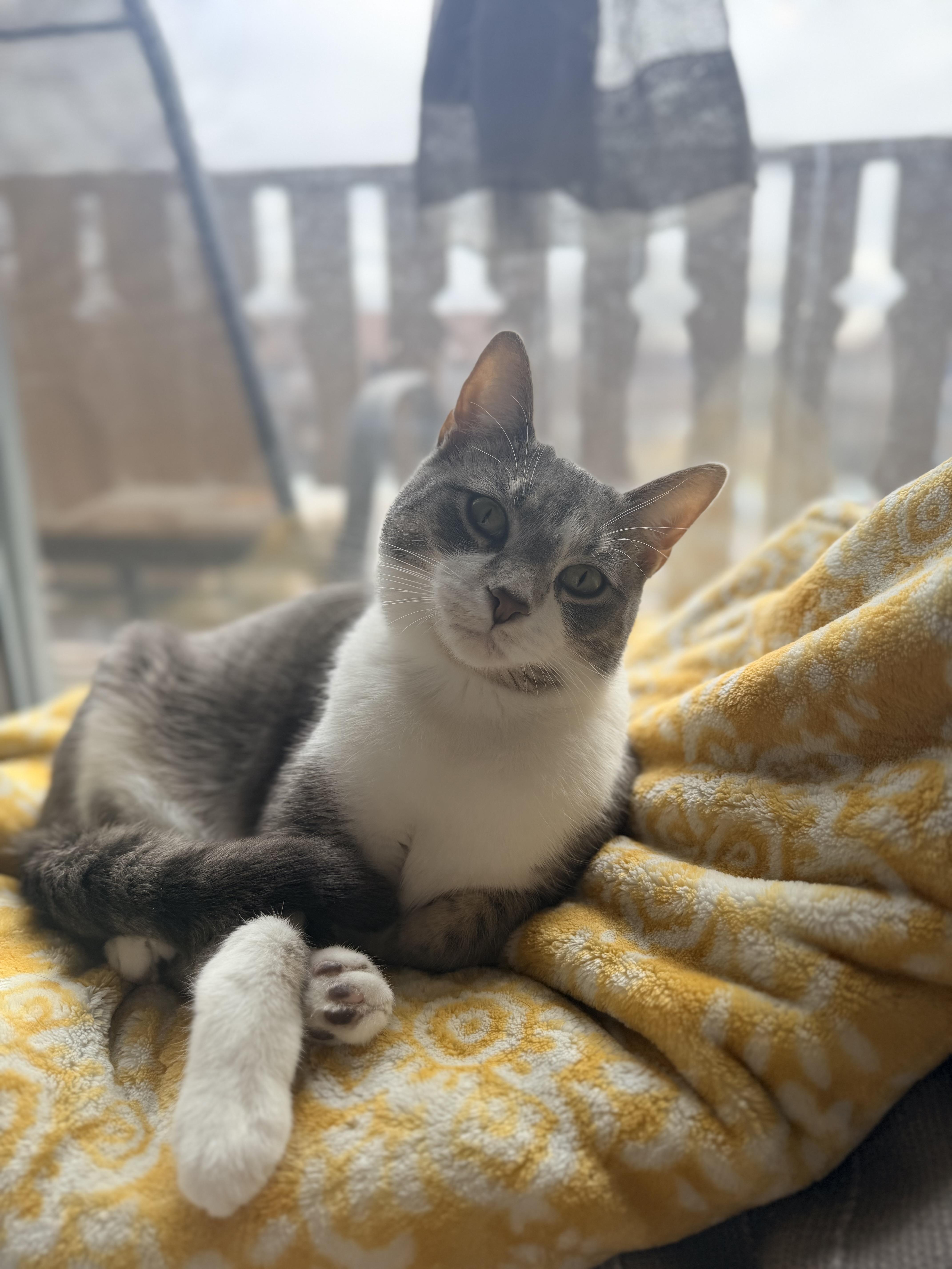 Enlarge Smokie, a Adoptable Domestic Short Hair in Dayton, OH image 1/5