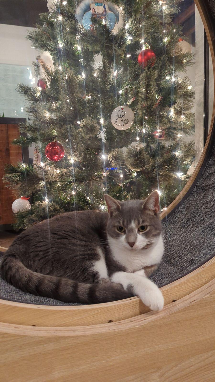 Enlarge Smokie, a Adoptable Domestic Short Hair in Dayton, OH image 2/5