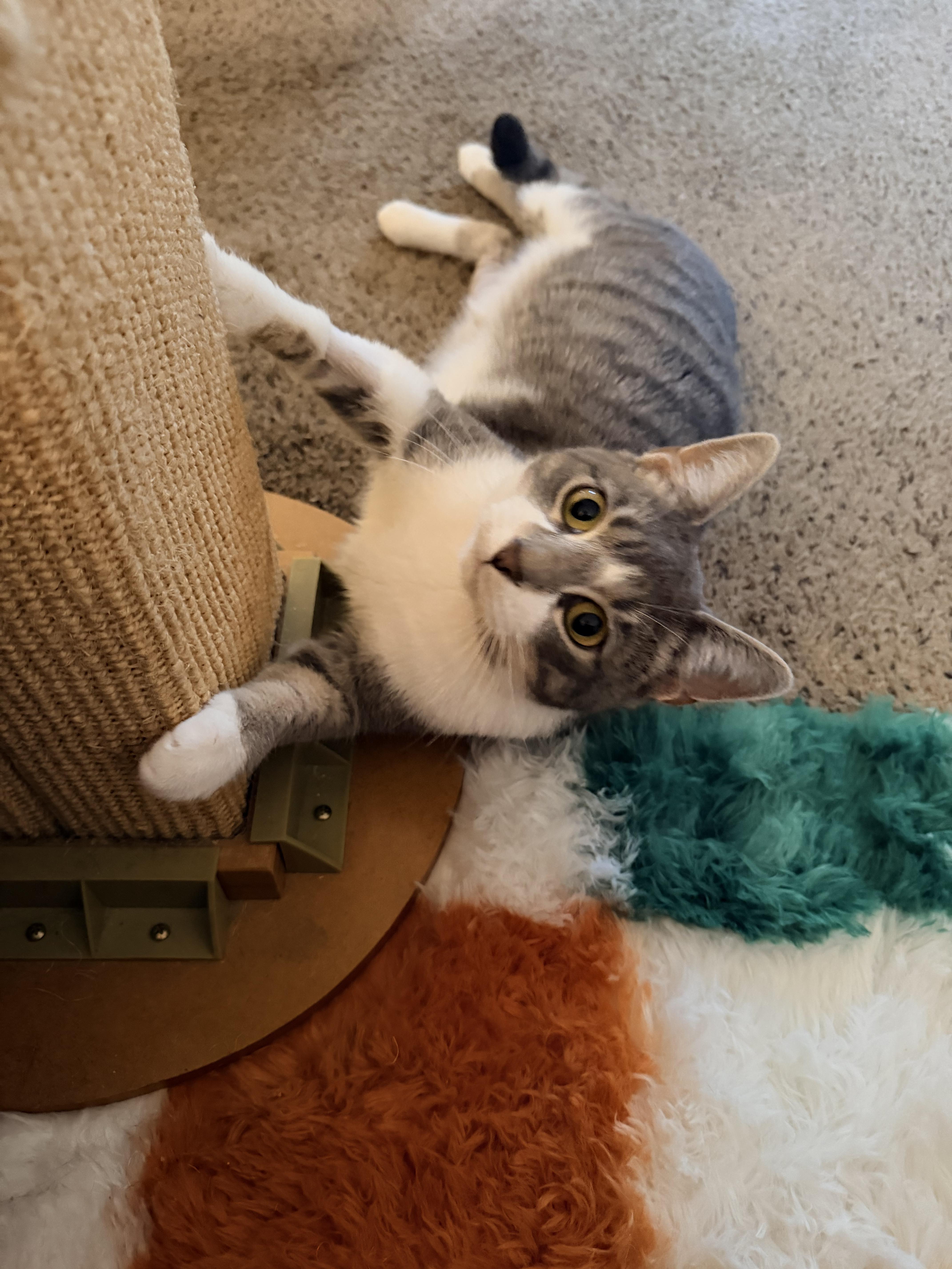 Enlarge Smokie, a Adoptable Domestic Short Hair in Dayton, OH image 3/5